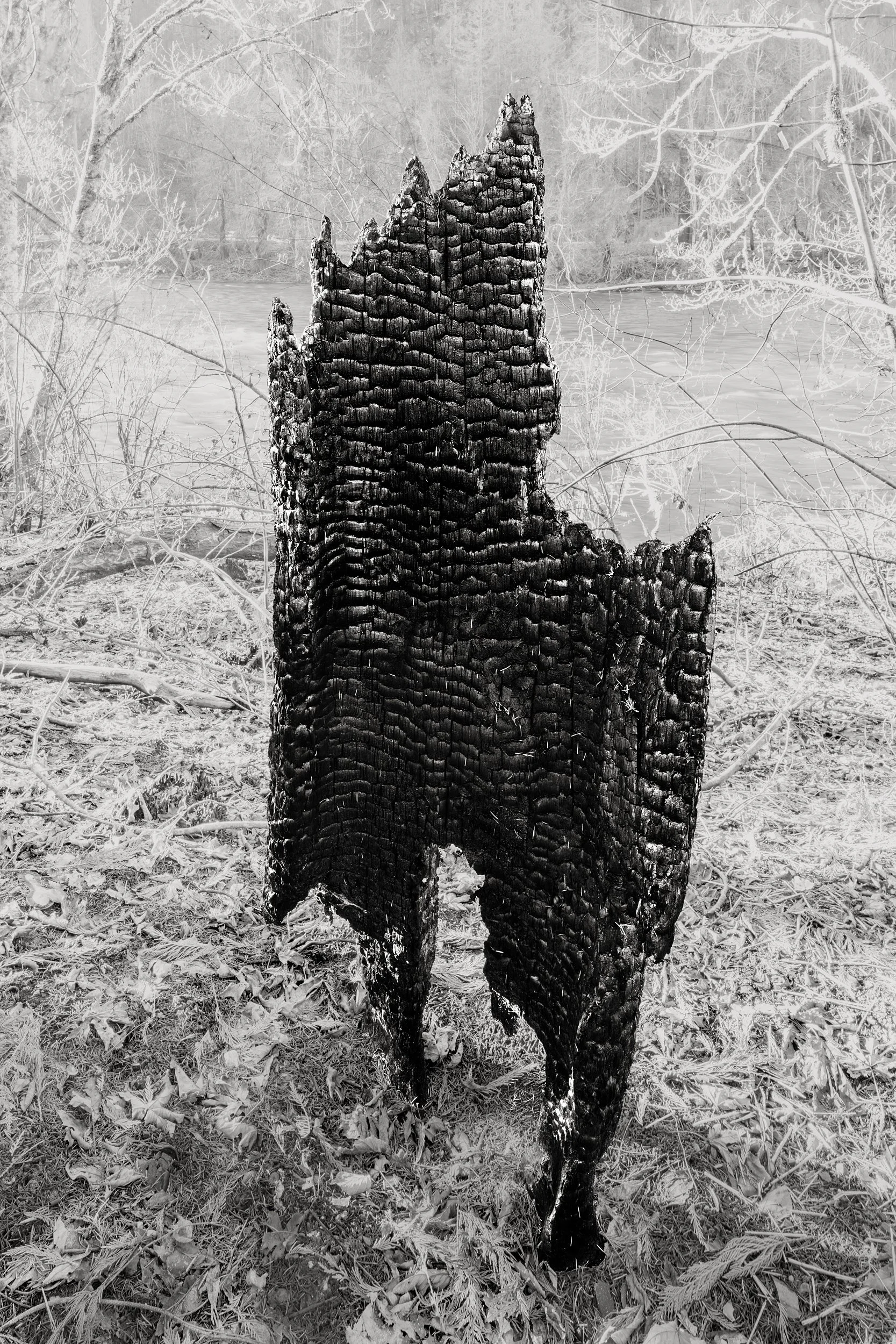 June 15th | Following Fire: Documenting a Forest's Uncertain Future