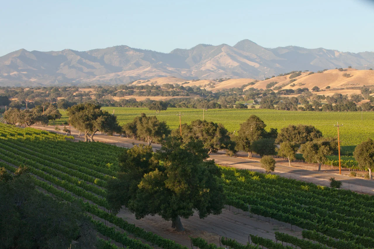 Firestone Vineyard.jpg