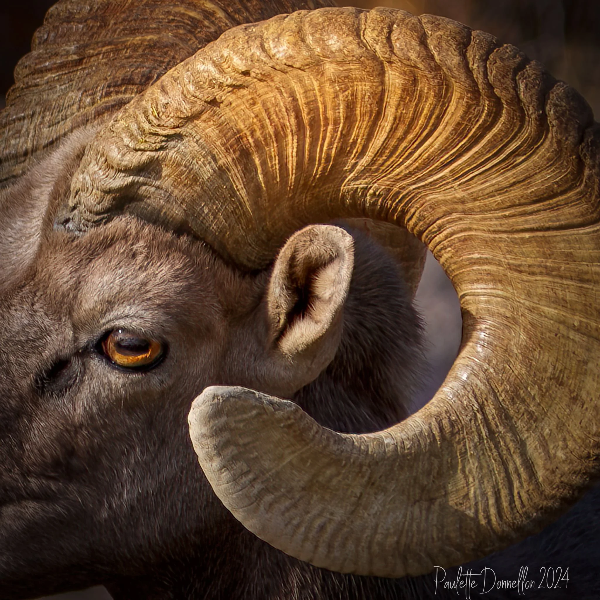 Untamed Desert: Captured by Paulette Donnellon