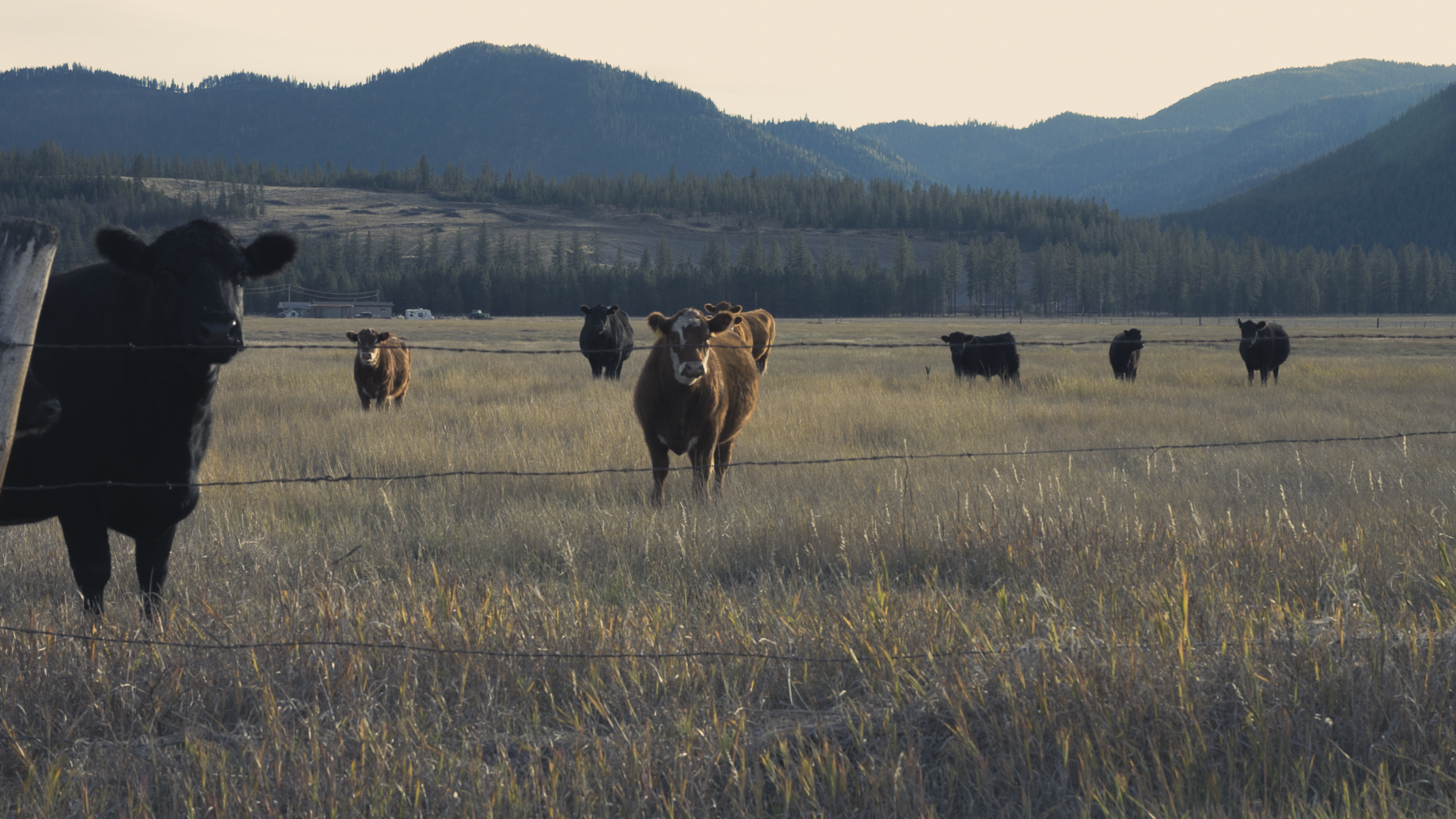 FALL — Pigs, cows.00_14_31_14.Still017.png