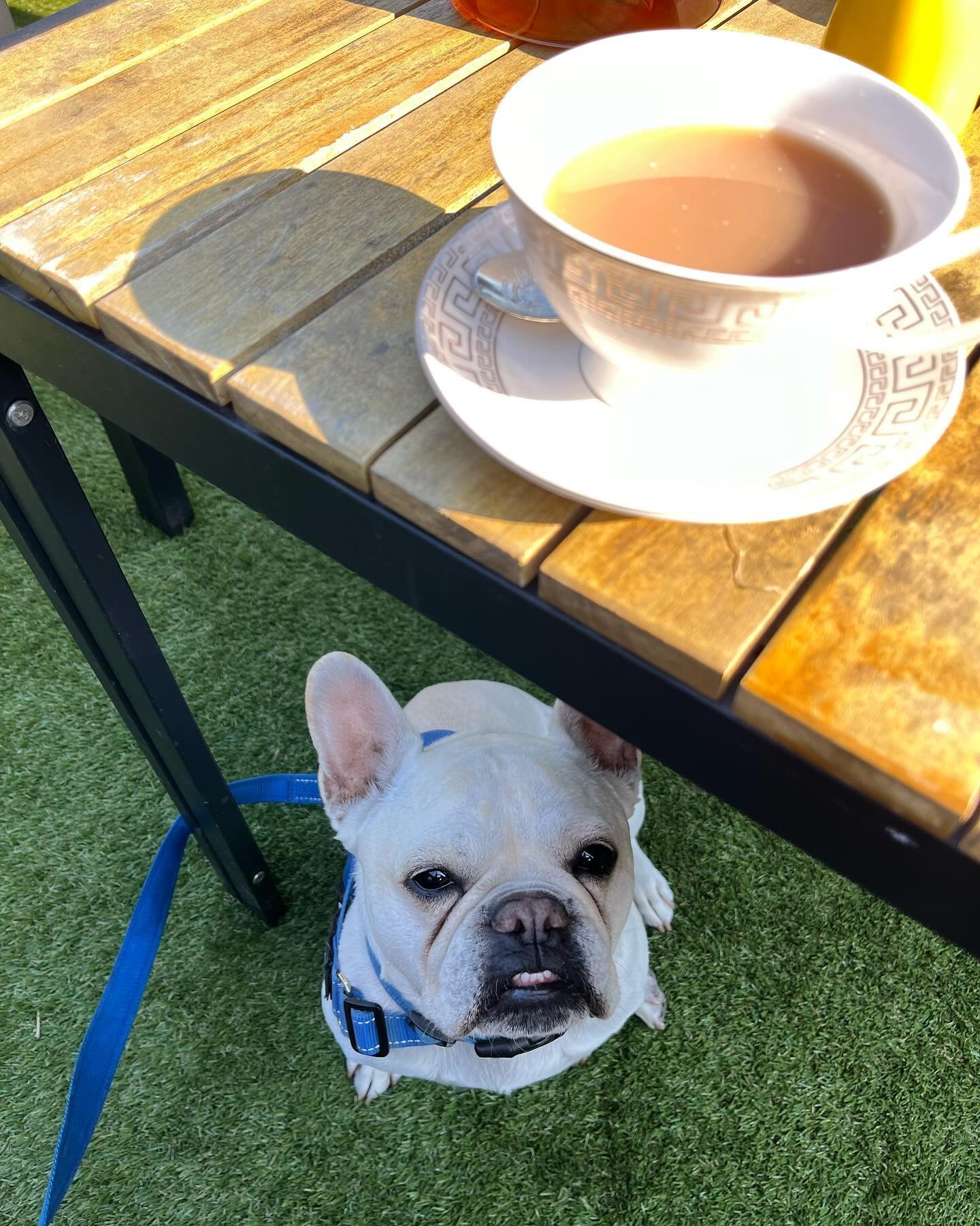 Sometimes you just need a sneaky cup of tea in the sun with your bestie🐾🐾🐾. #l-theanine #tealife #focus #concentration #healthylife #brainfood #naturopath #health