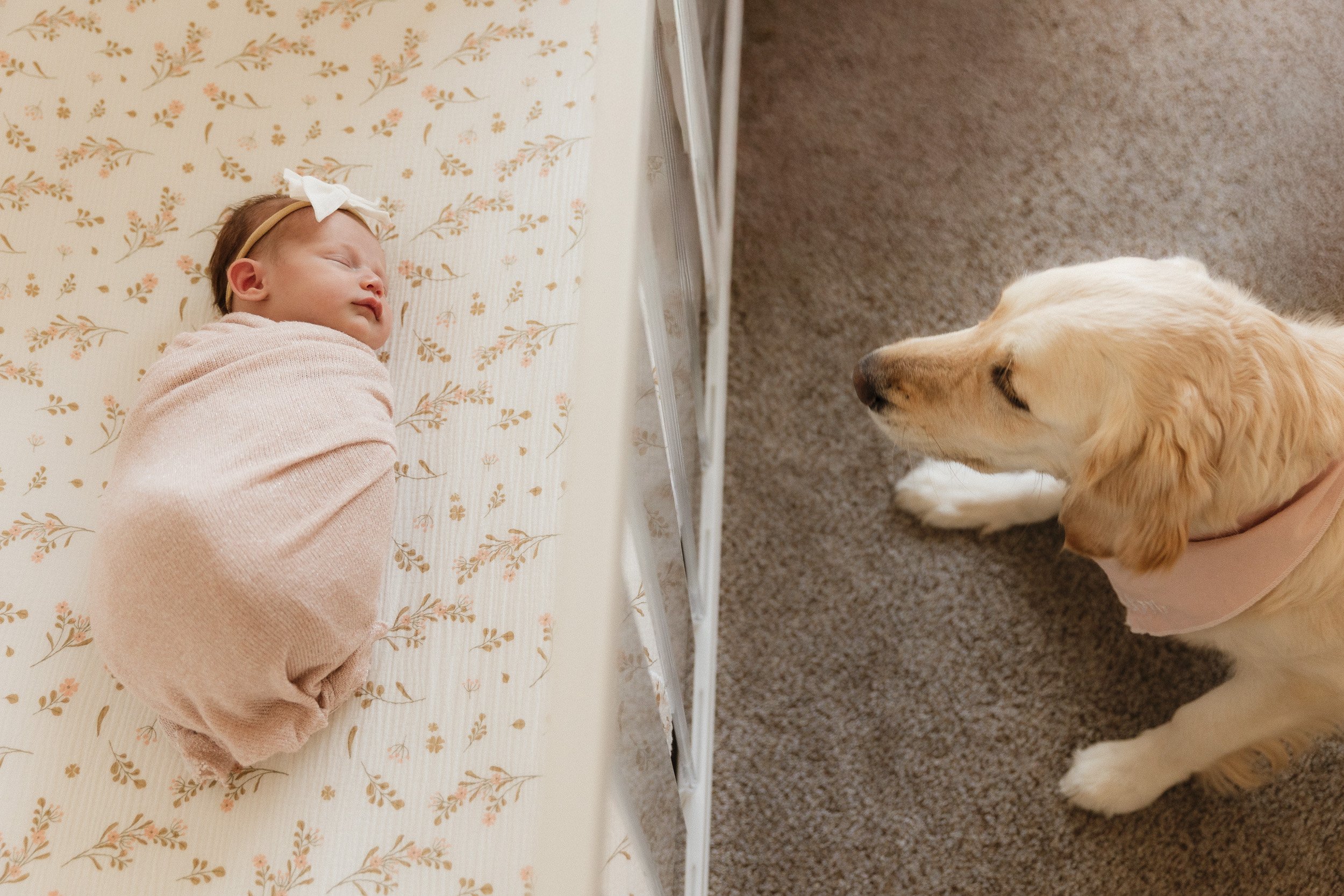 Sleeping newborn in a floral wrap beside a golden retriever during an in-home newborn session in Orange County