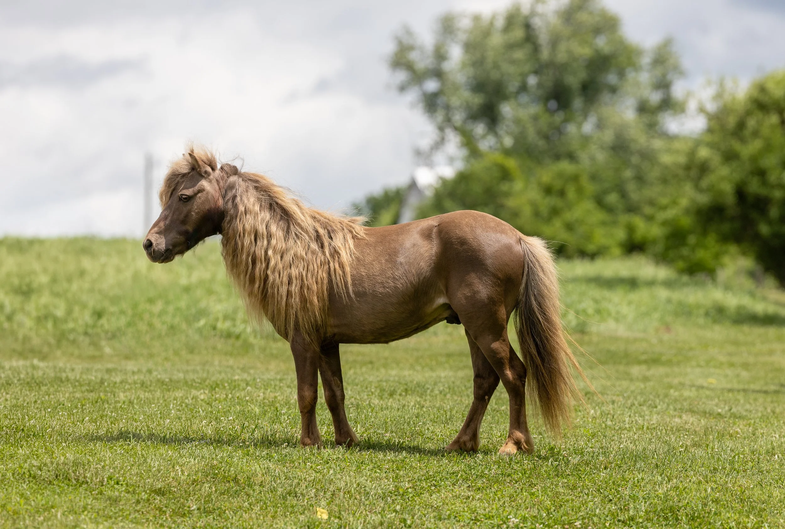 Fabio