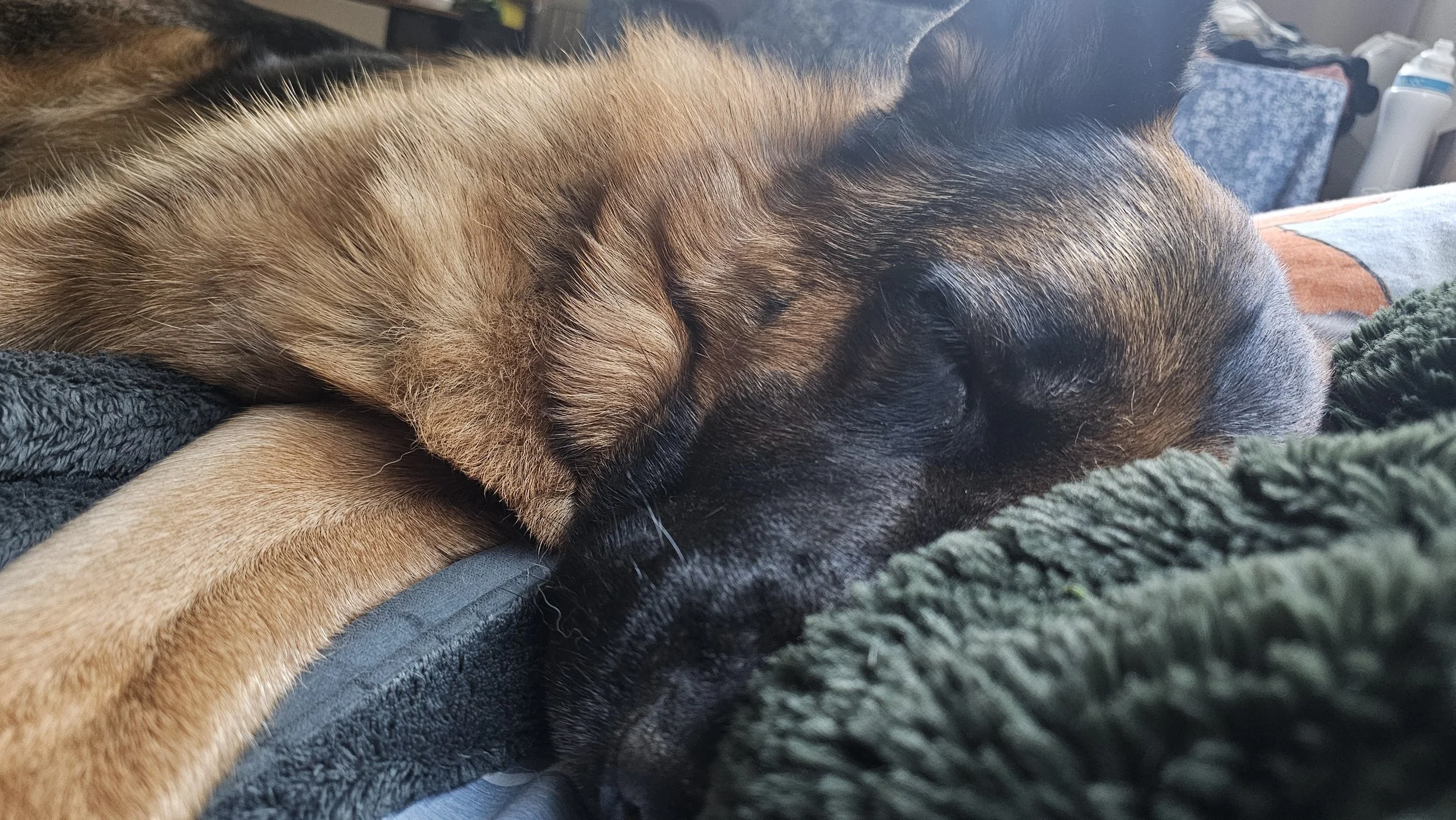 Work in Progress - To check for availability please reach out directly