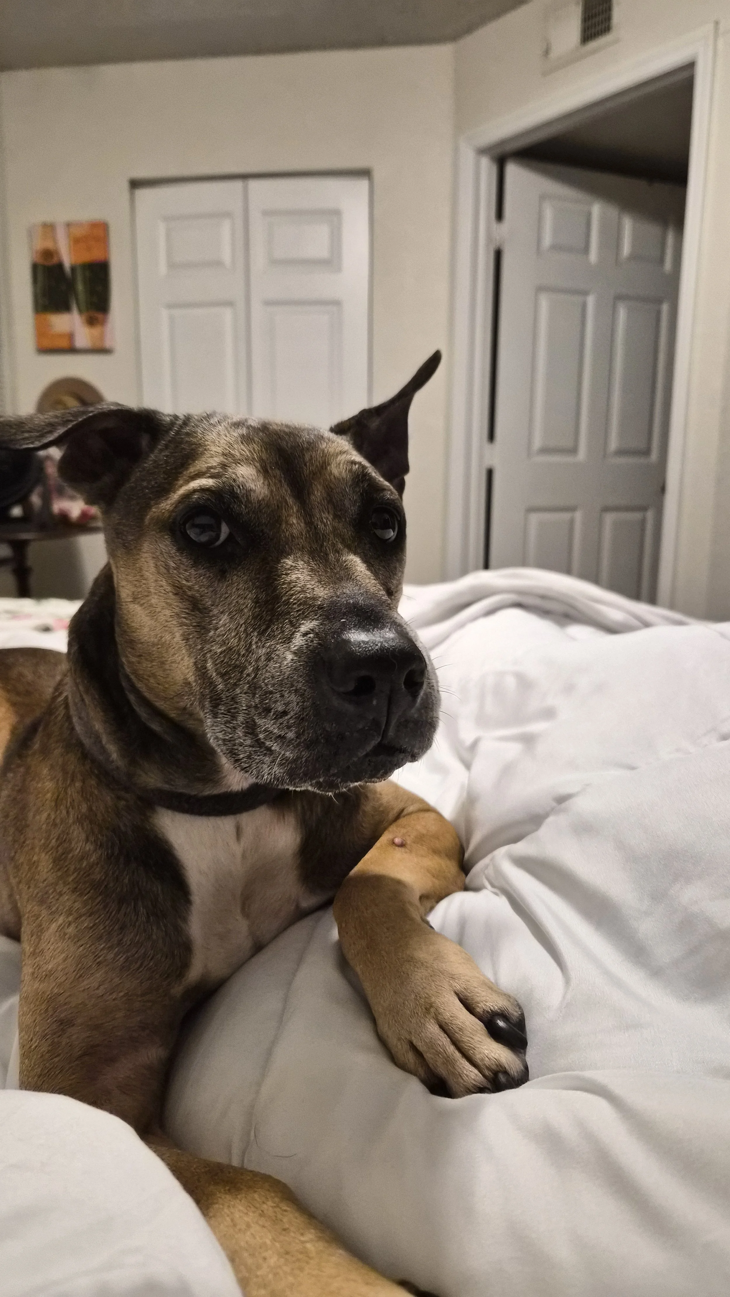 A brown and black dog with one ear up and one ear back, lying on a white bed.