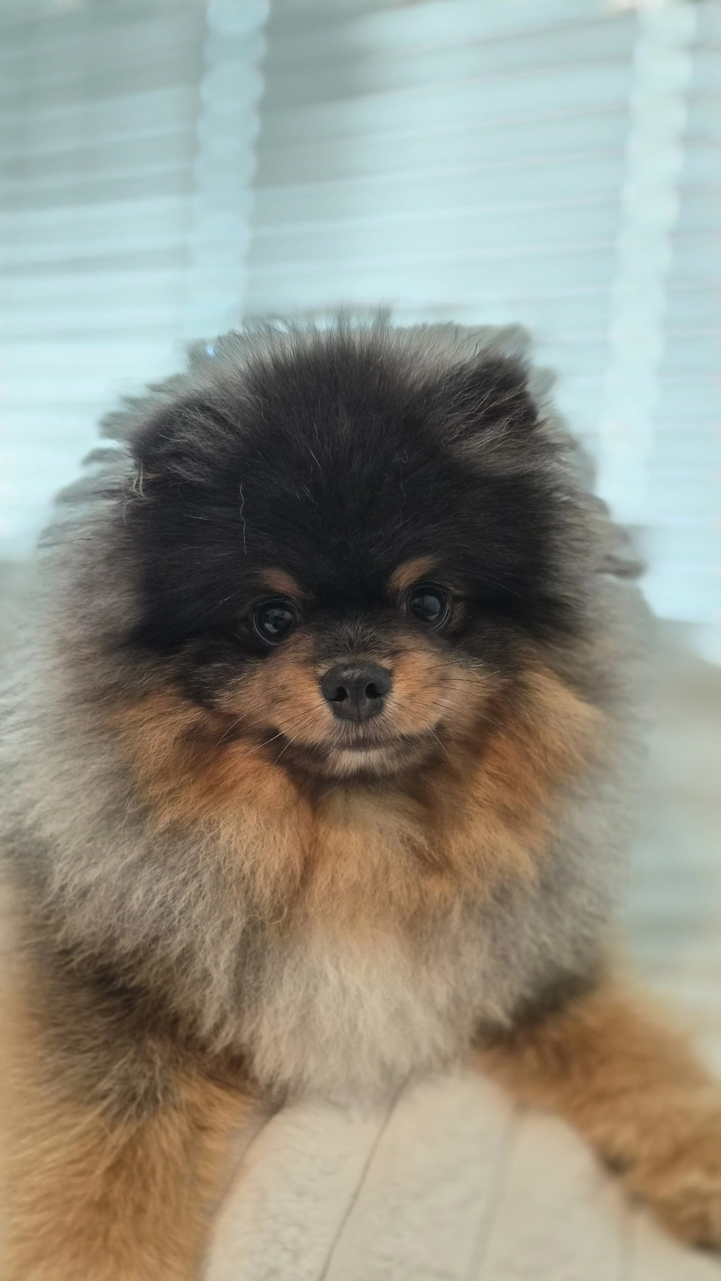 A cute, fluffy Pomeranian puppy with black and tan fur, looking directly at the camera, with a blurred window with blinds in the background.