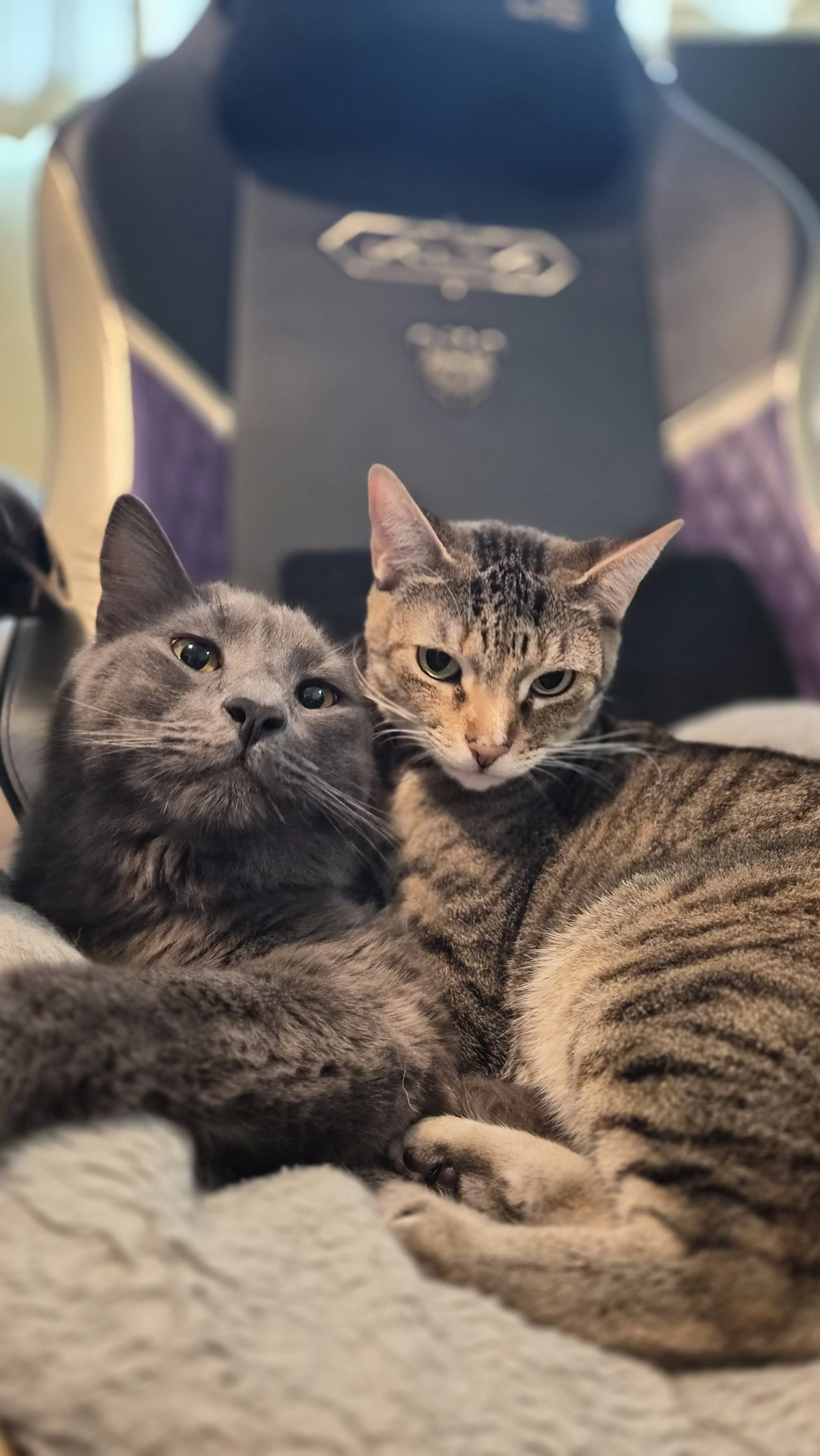 Two cats, one gray and one brown striped, cuddling together on a soft blanket with a gaming chair in the background.