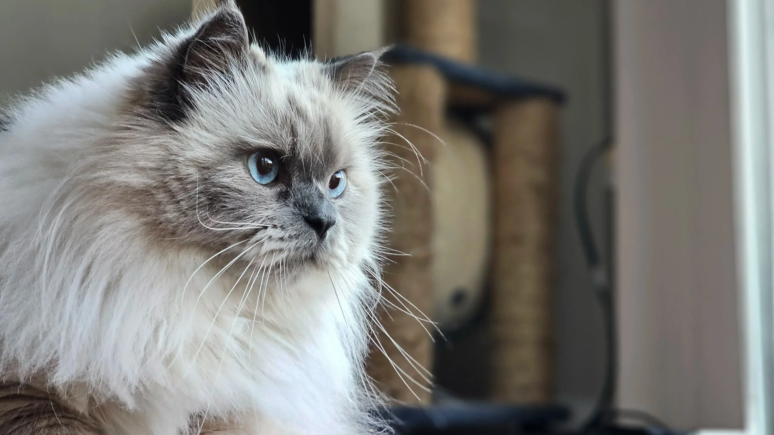 A Ragdoll cat with blue eyes and a fluffy coat looking out a window.