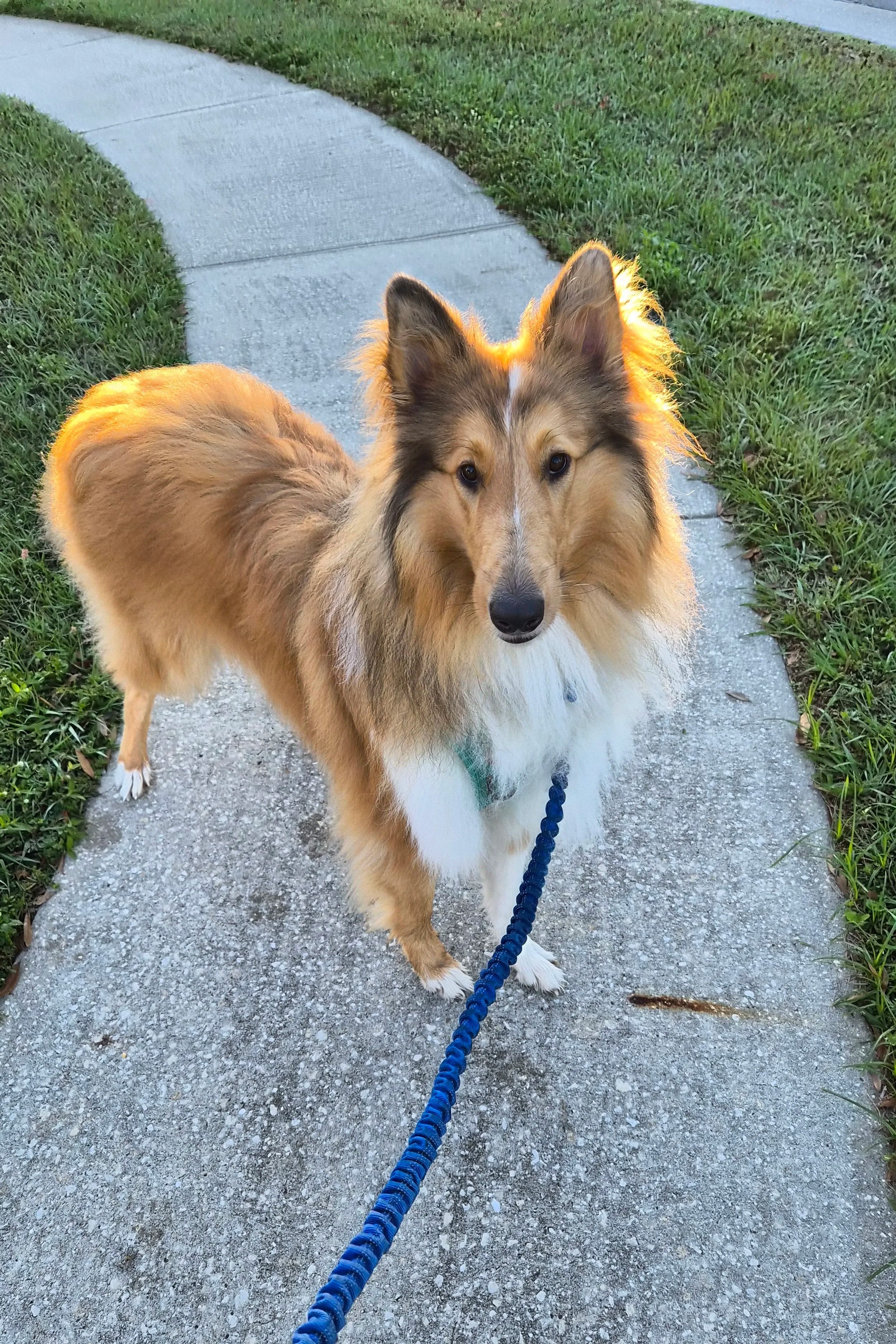 A Shetland Sheepdog standing on a sidewalk, looking directly at the camera with a blue leash attached to its collar, during sunset in a grassy yard.