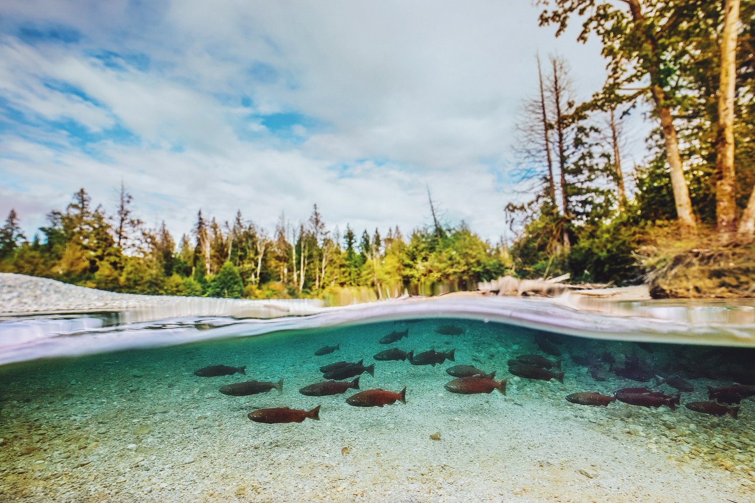 About — Assessment, Planning, Compliance / Vancouver / Vancouver Island ...