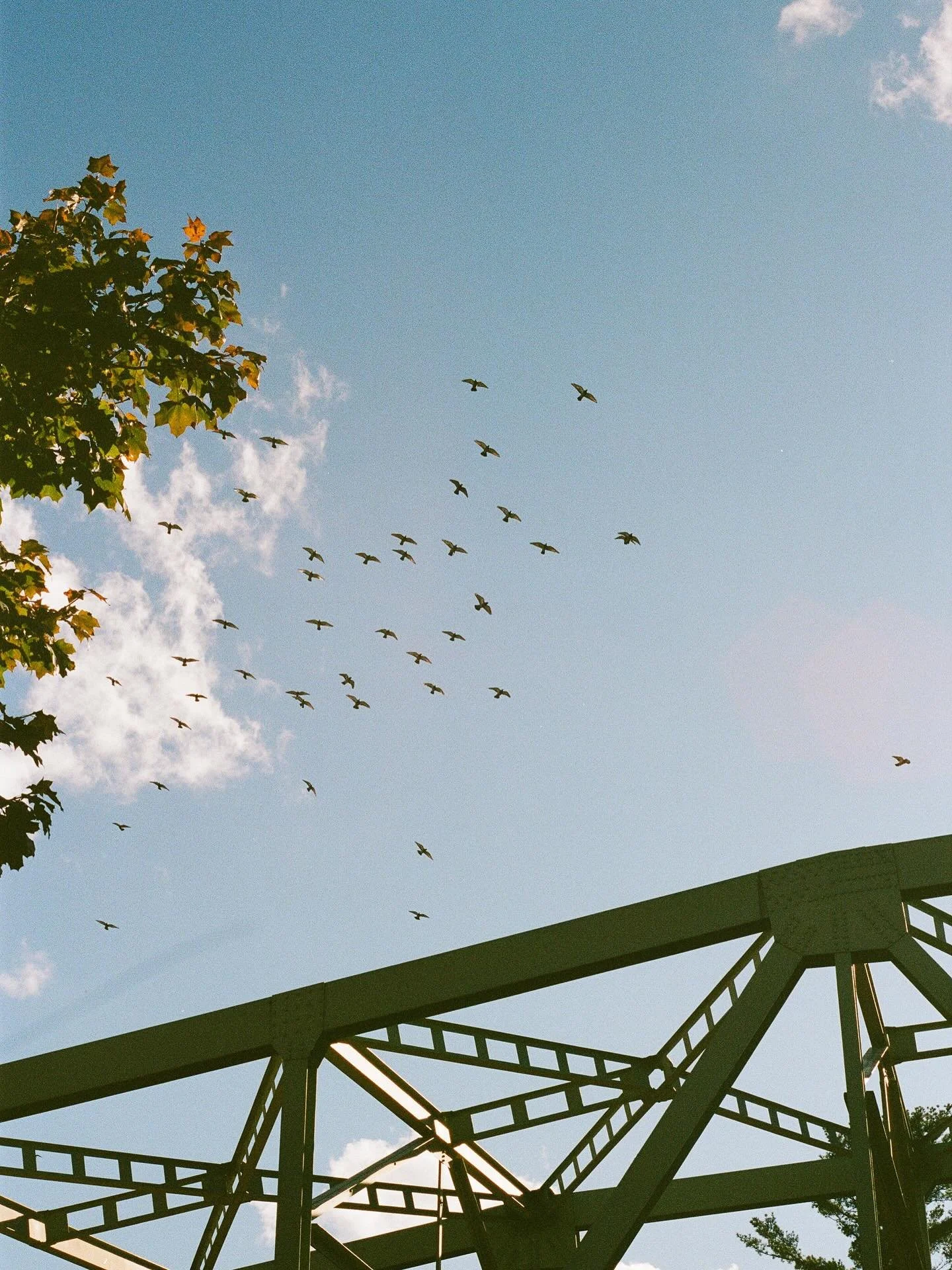 rochester &amp; summer on film ❣️☀️

#film #35mm