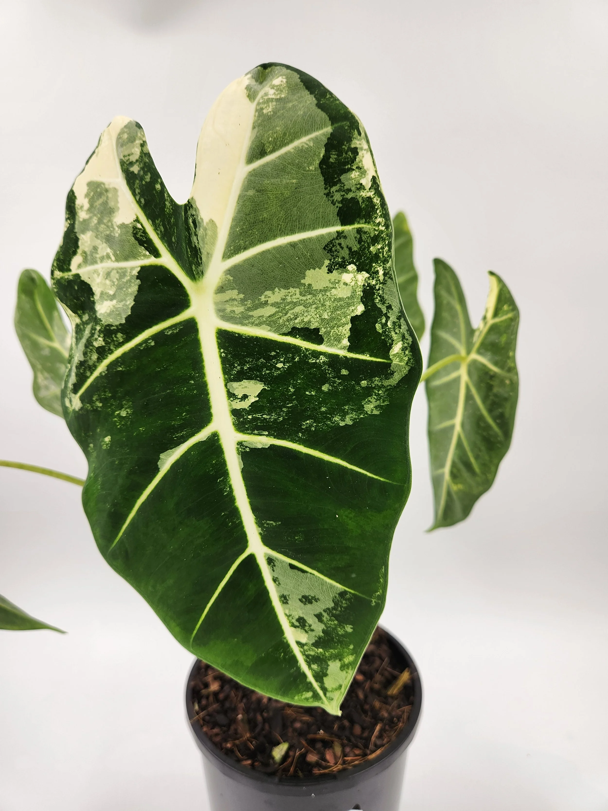 Alocasia Frydek Variegated
