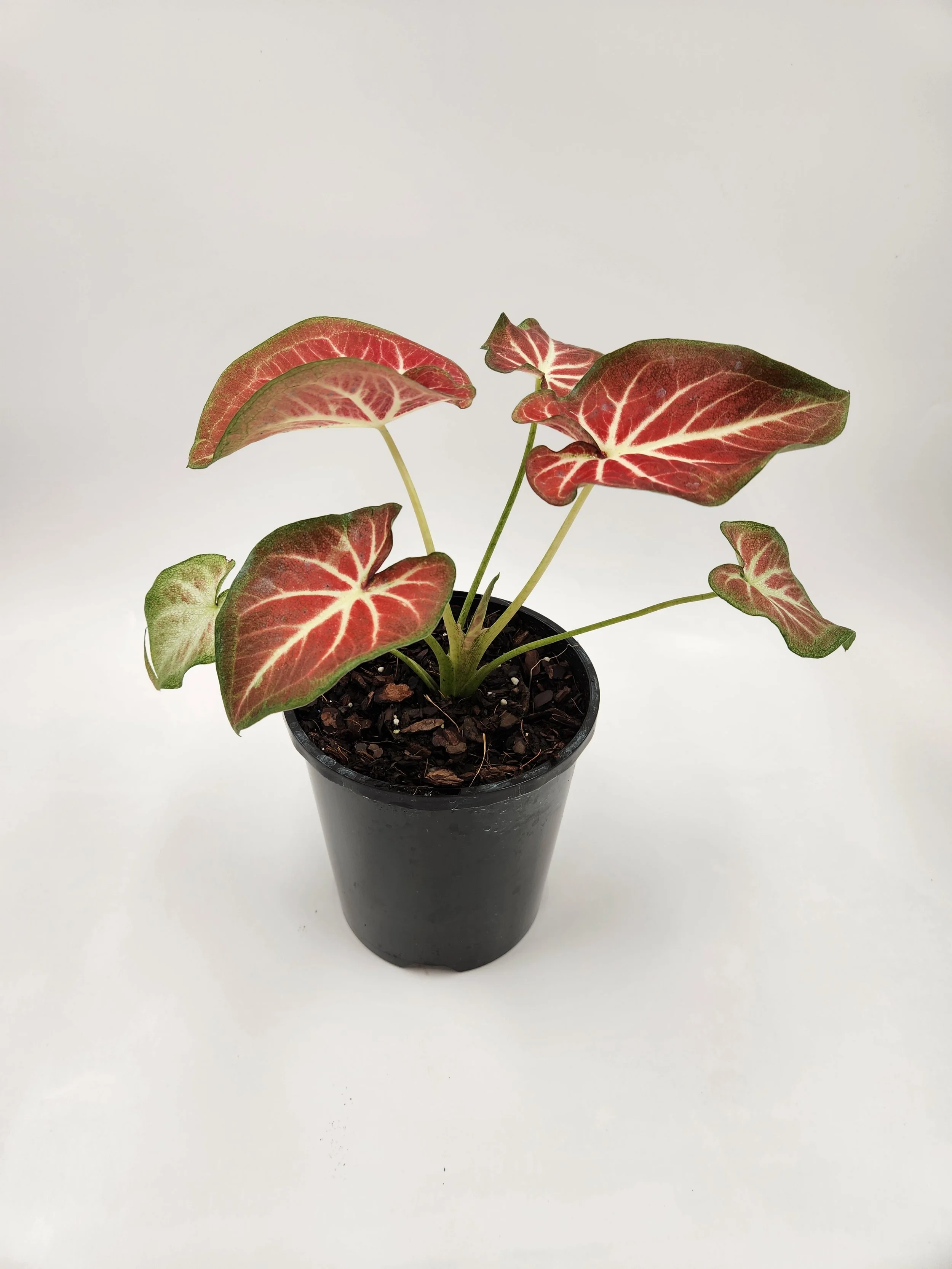 Caladium Rich of Thai