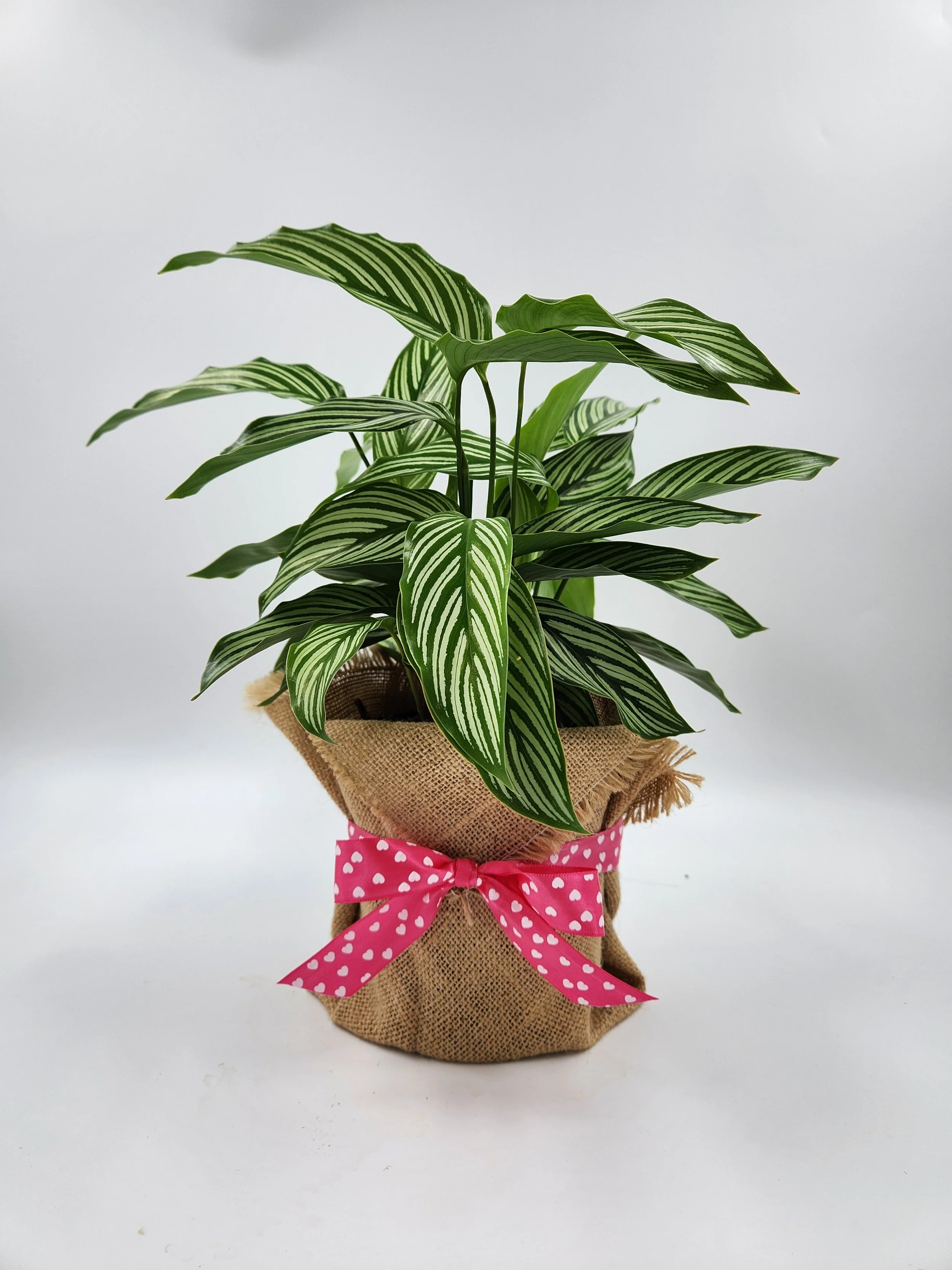 Plant - Hessian Wrapped