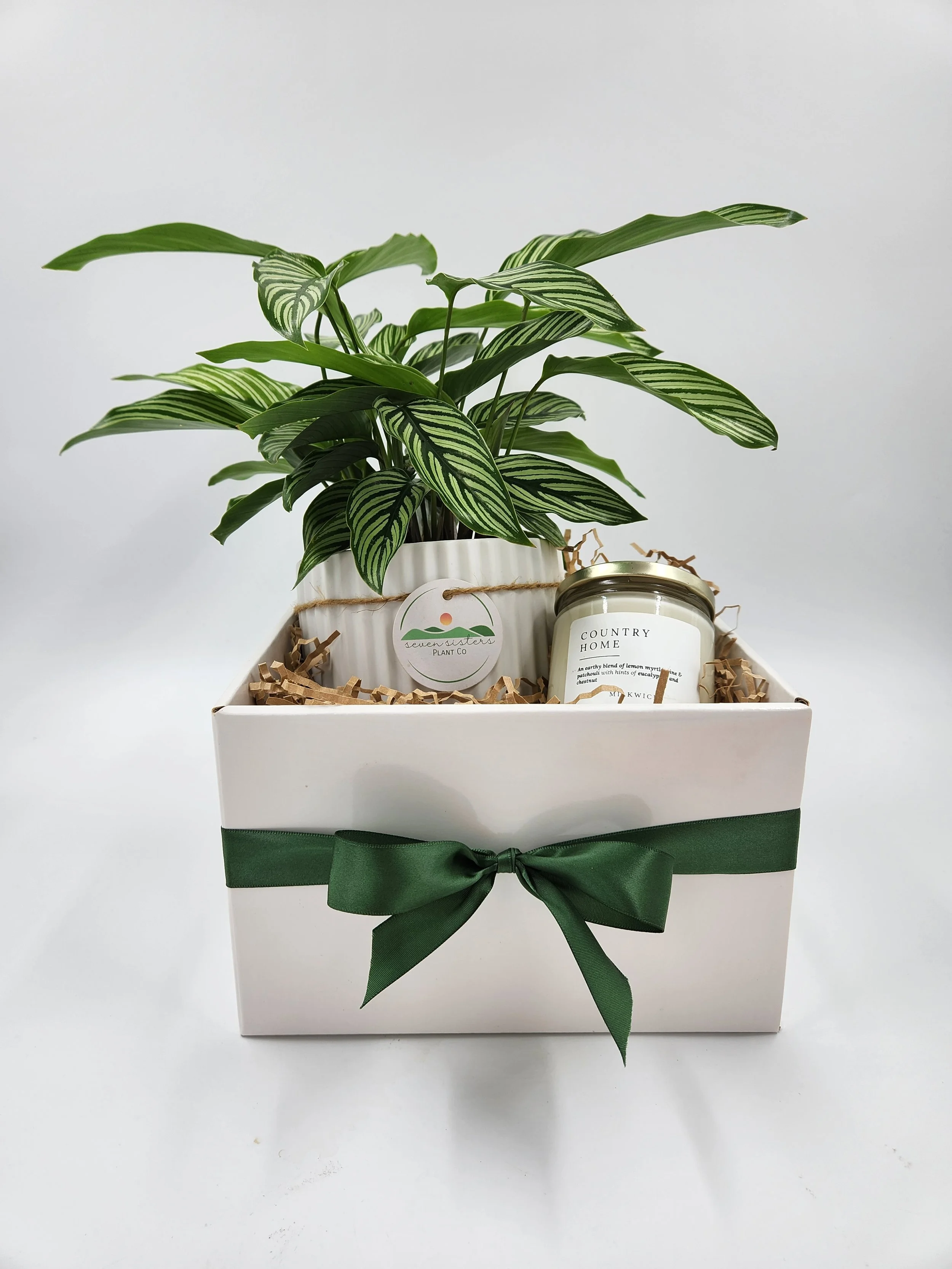 Plant & Candle Gift Hamper