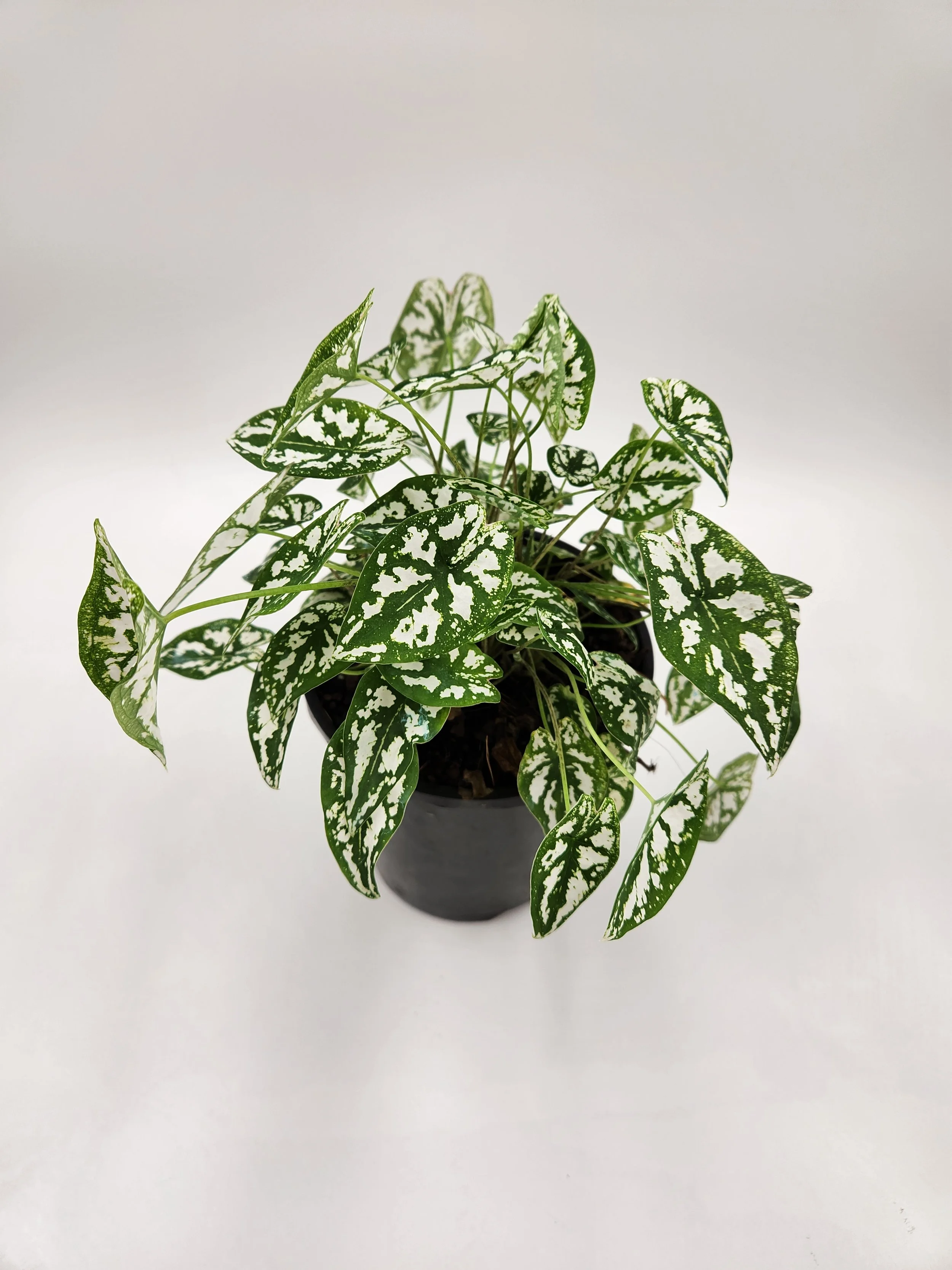 Caladium Humboldtii Angel Wings