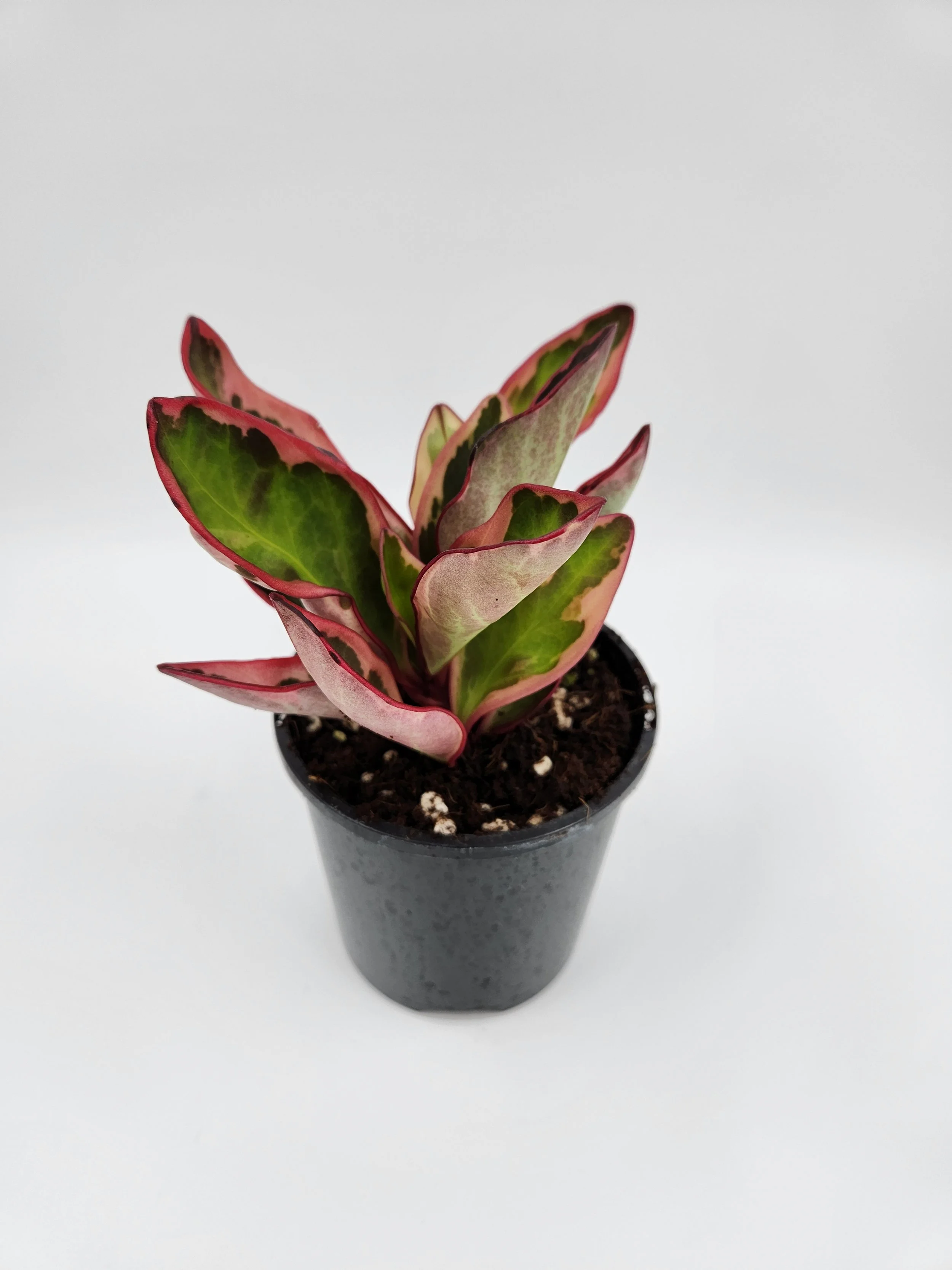 Peperomia Clusiifolia Jelly