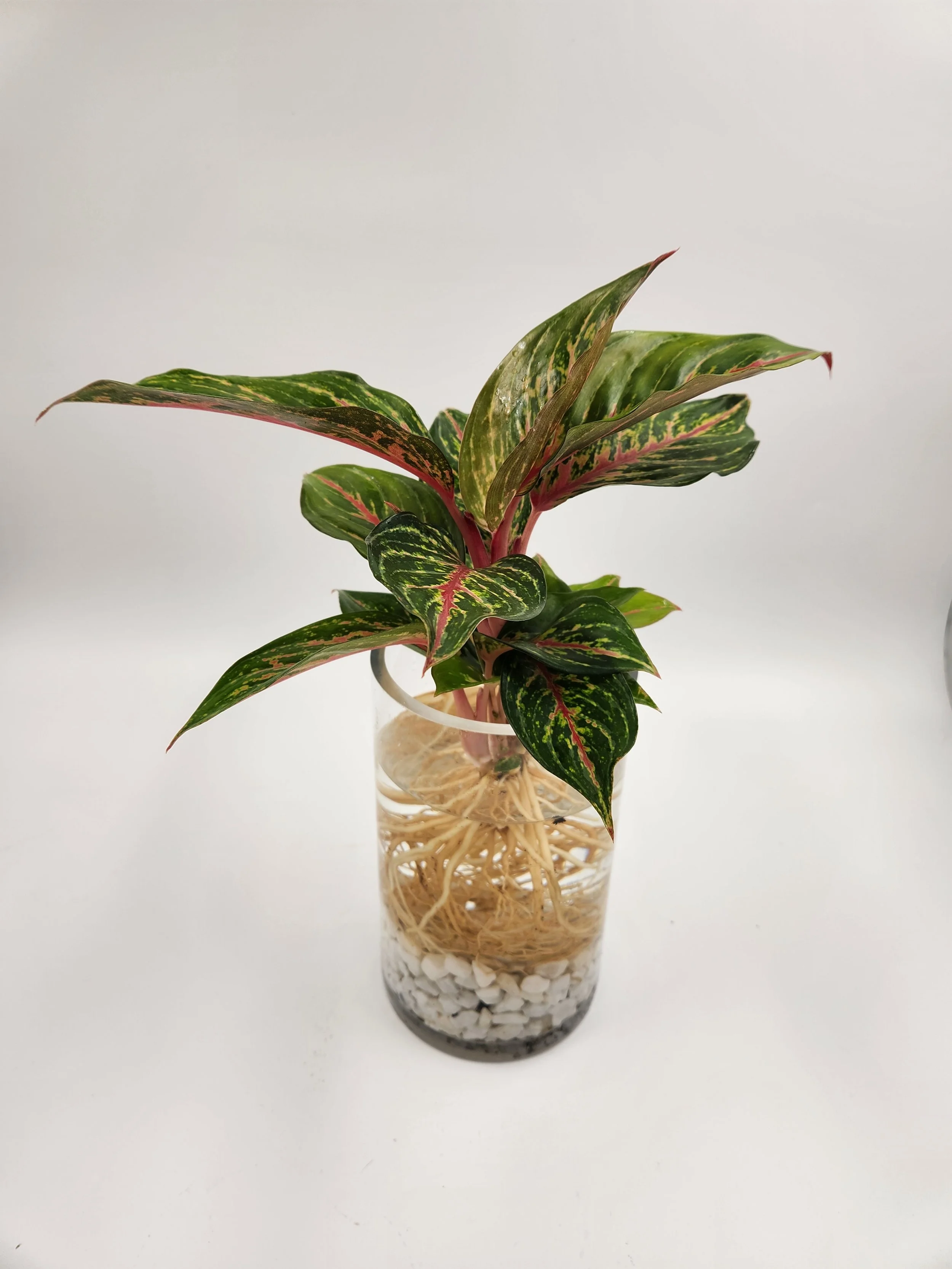 Aglaonema Cylinder Hydro Vase