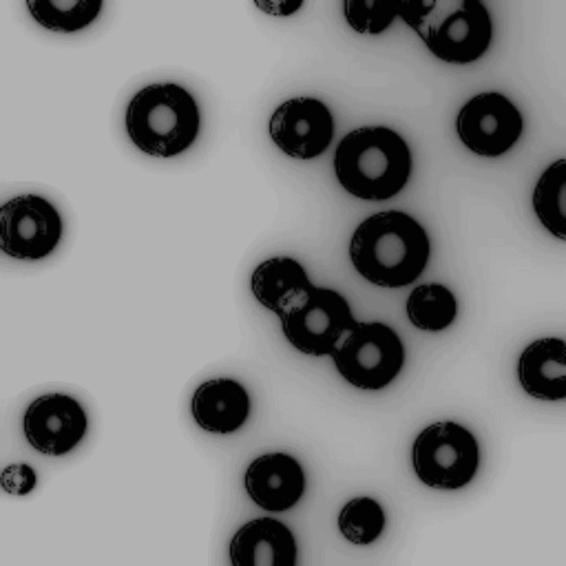 Cells