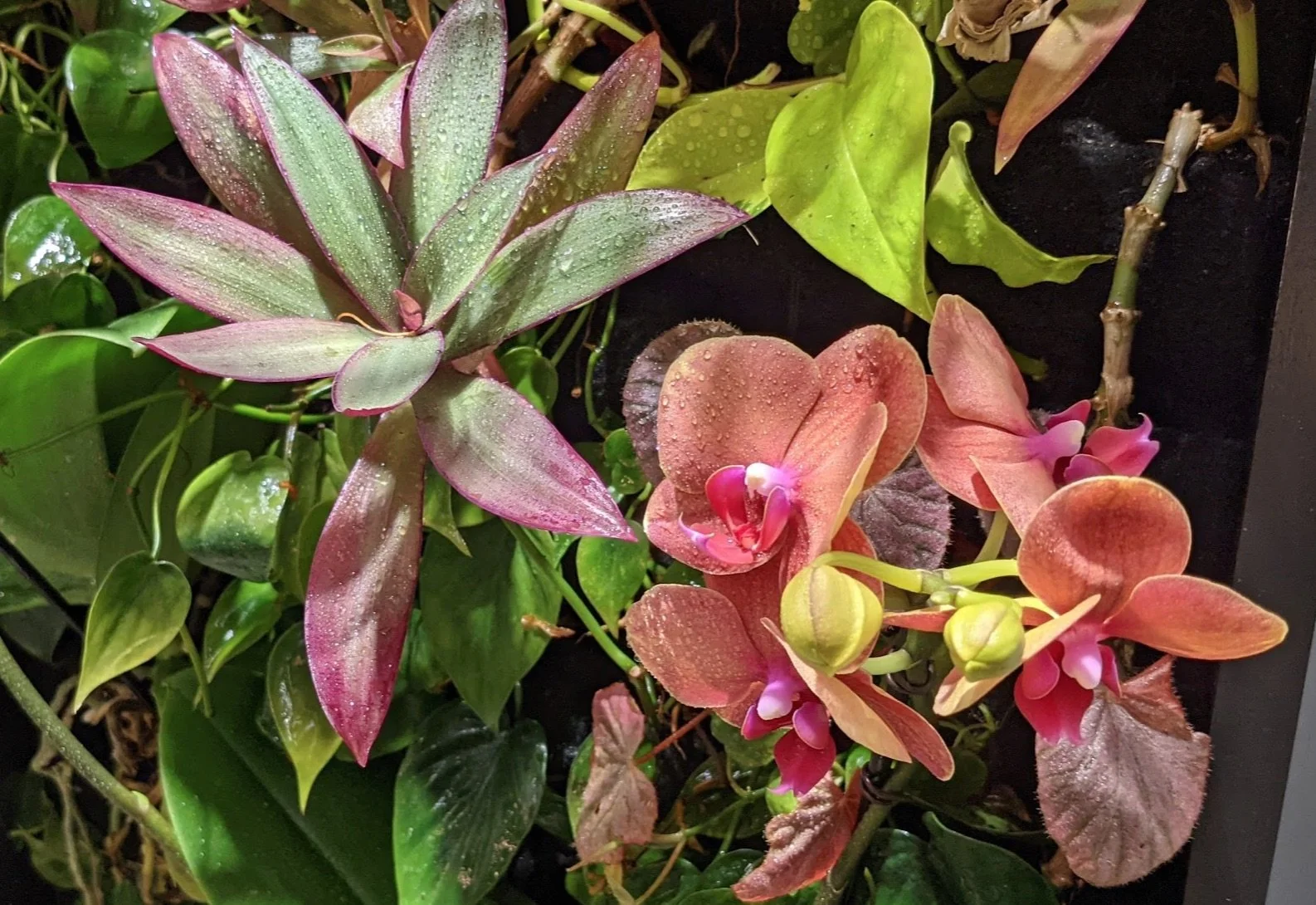 Add Orchids to Your Living Wall