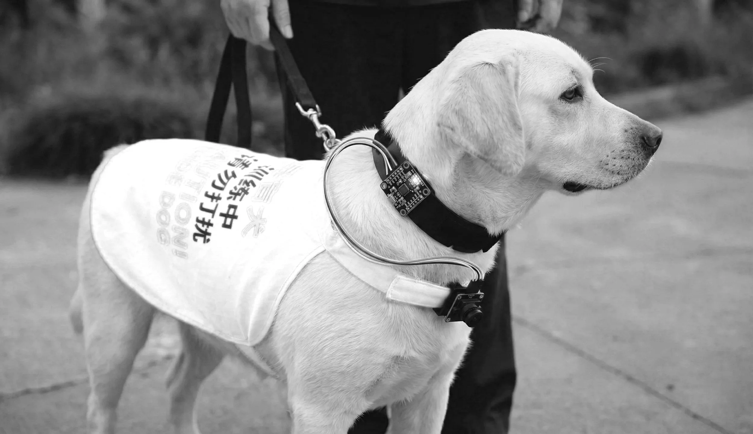 Service dog training system - HCI, Machine learning