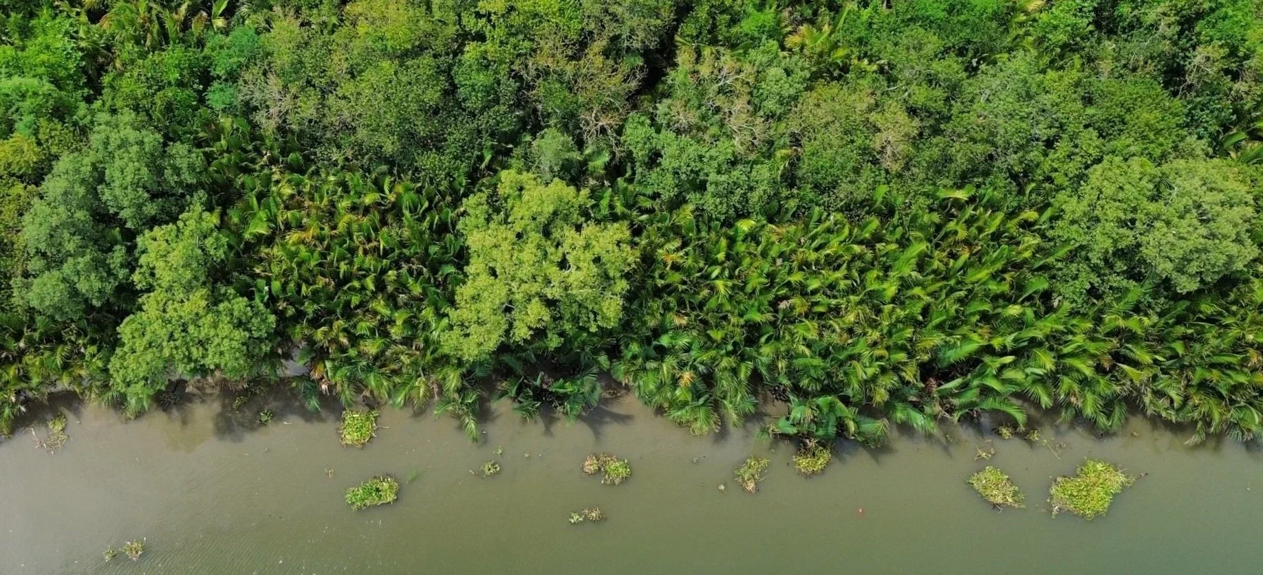 How Wovoka is betting that community ownership can solve reforestation's permanence problem, and what that means for carbon finance in practice