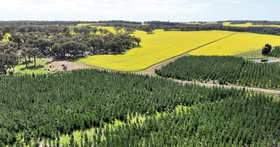 Biodiversity Metrics Meet the Real World: Lessons from a Five-Country Pilot with Nature Helm and New Forests