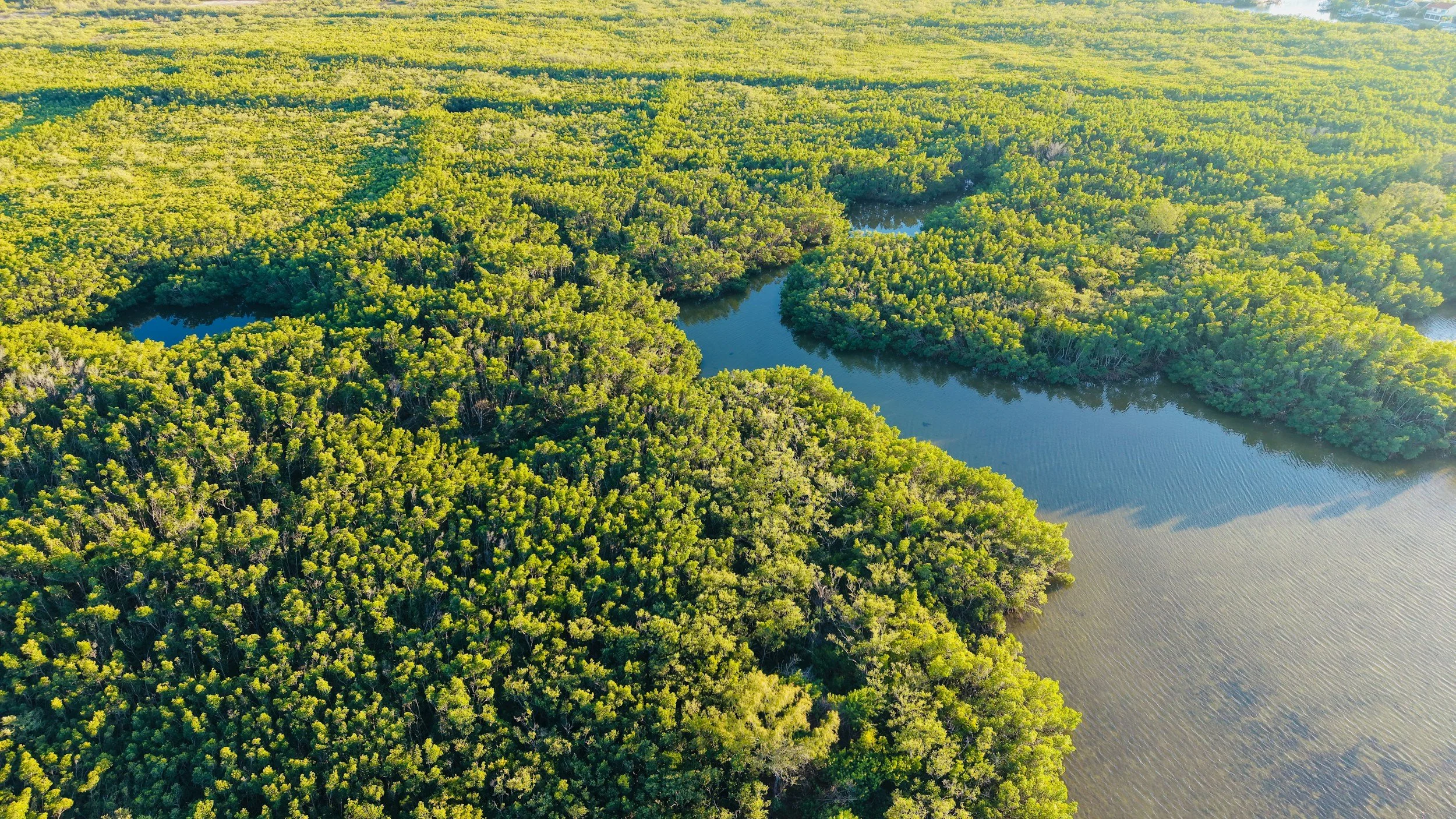 Finding the Signal in the Noise: What building an AI assistant for nature credit design taught us about the limits of AI, and where the real work lies