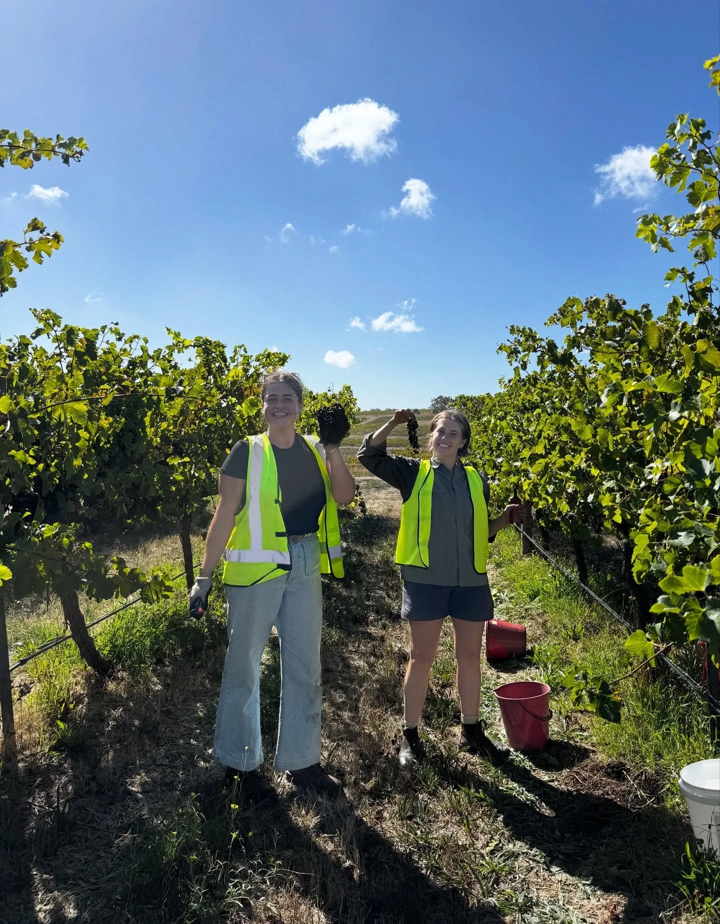Vintage 26 is a wrap! A sunny day with friends handpicking fruit one bunch at a time. Now for the leaves to change colour and fall, marking the end of another season.