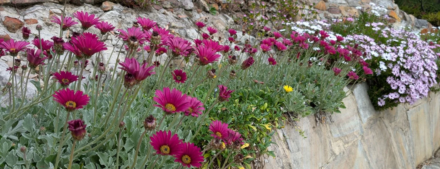 Purple and pink flowers growing along a stone wall.