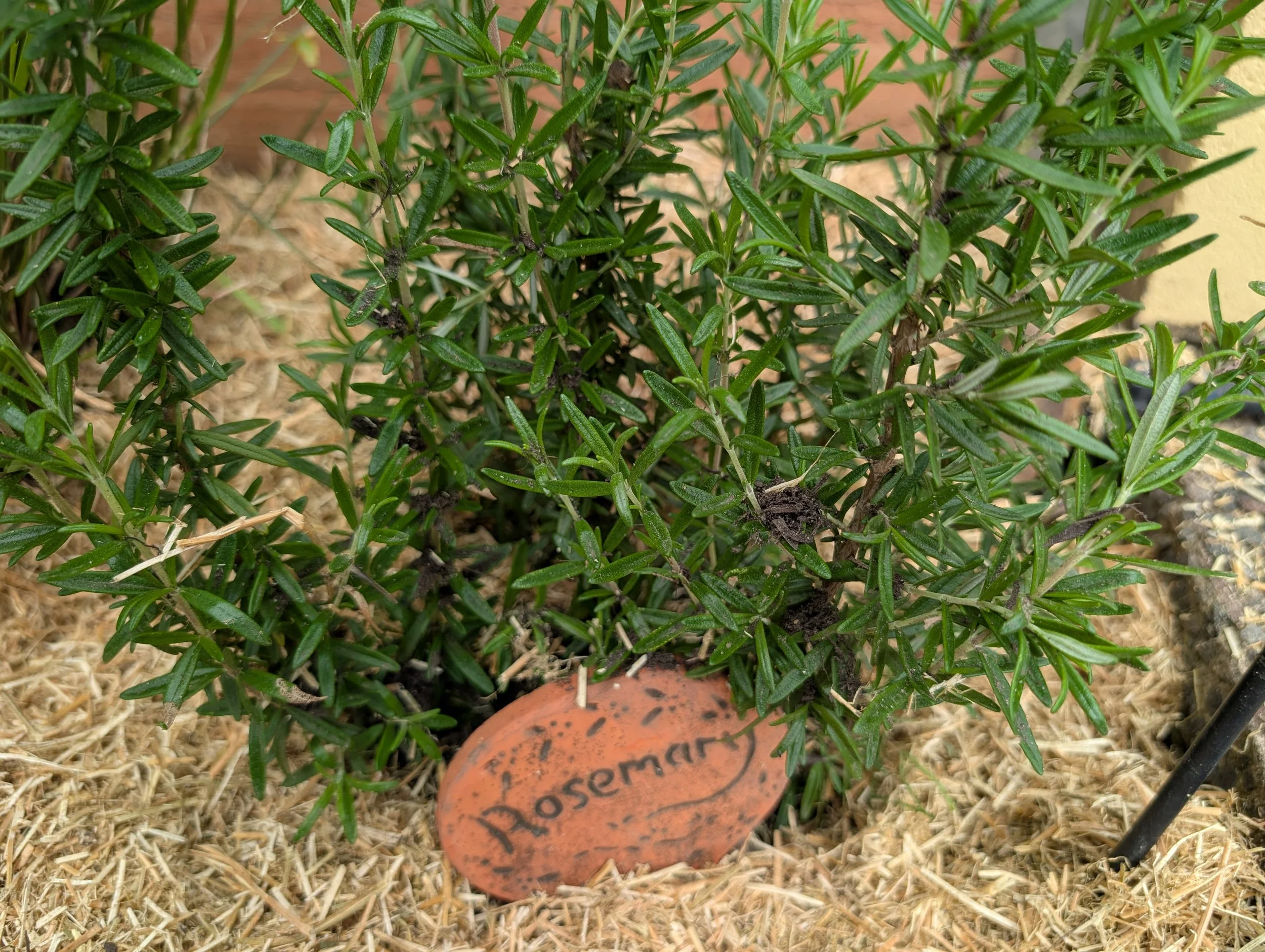 Close-up of a rosemary plant growing in soil with a teracotta plant marker that reads 'Rosemary' at the base of the plant.