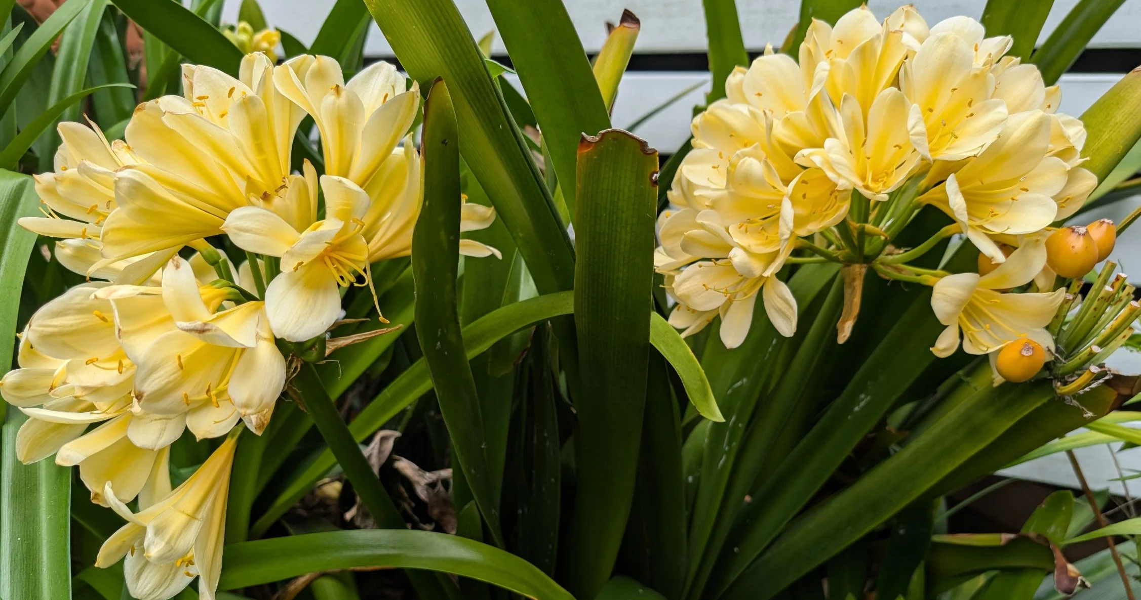 Close-up of yellow blooming clivias with long green leaves.