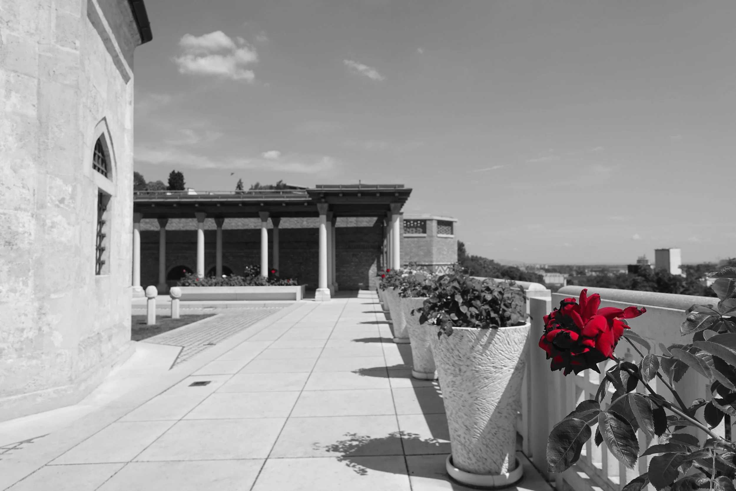 The Father of Roses
