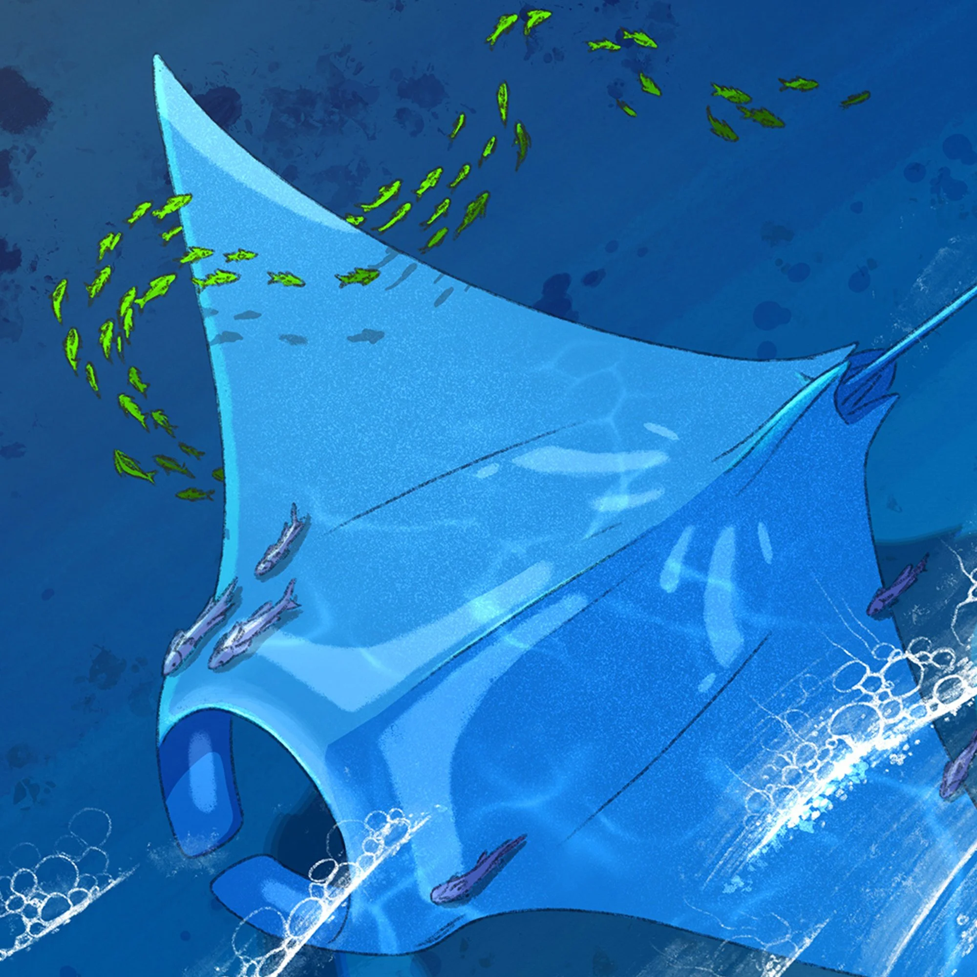 manta_close_up_01.jpg
