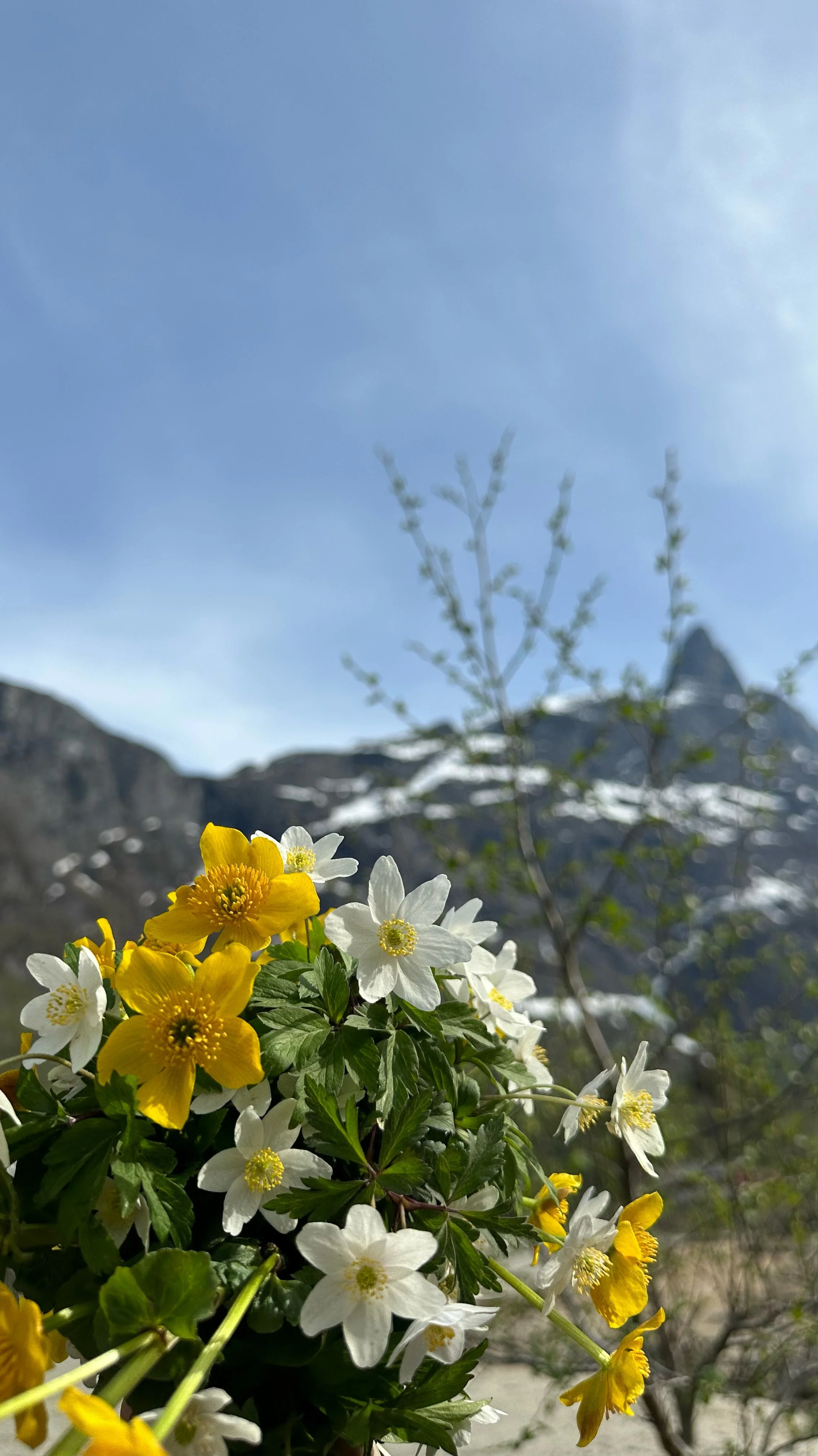 Fargerike blomster, hovedsakelig hvite og gule, med en fjellkjede og blå himmel i bakgrunnen.