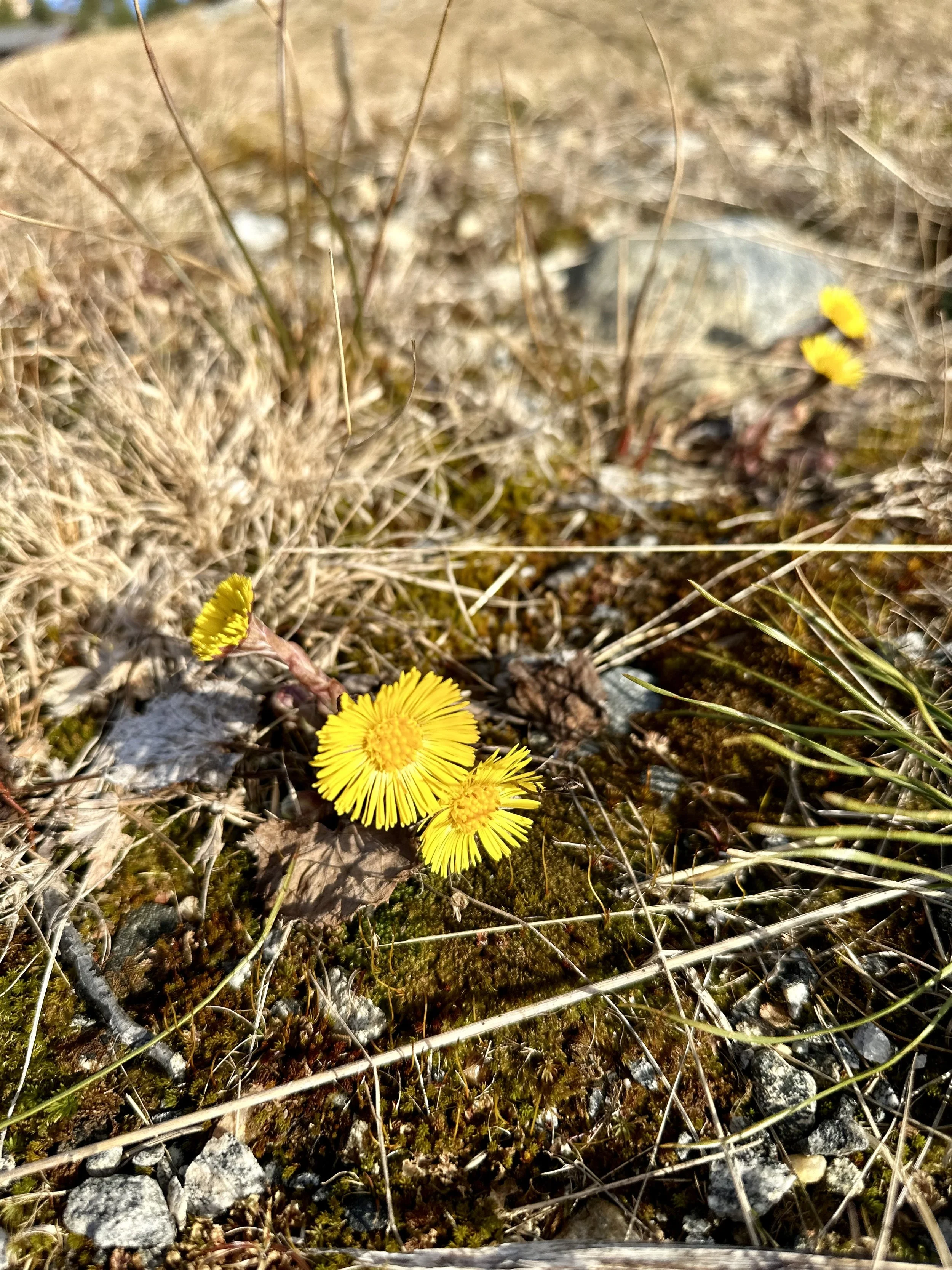 Gule blomster i tørr jord og gress