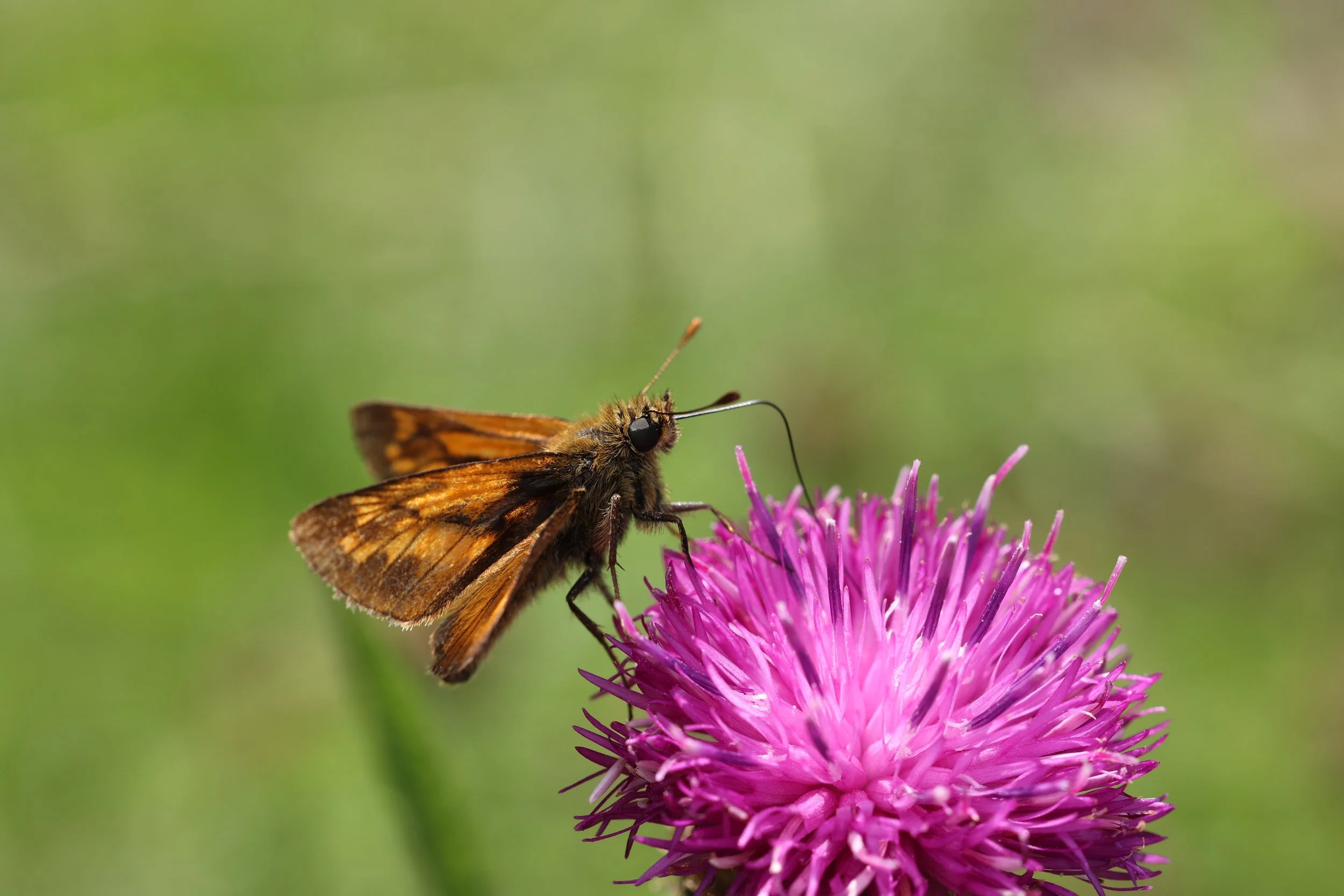 Engsmyger, Ochlodes sylvanus