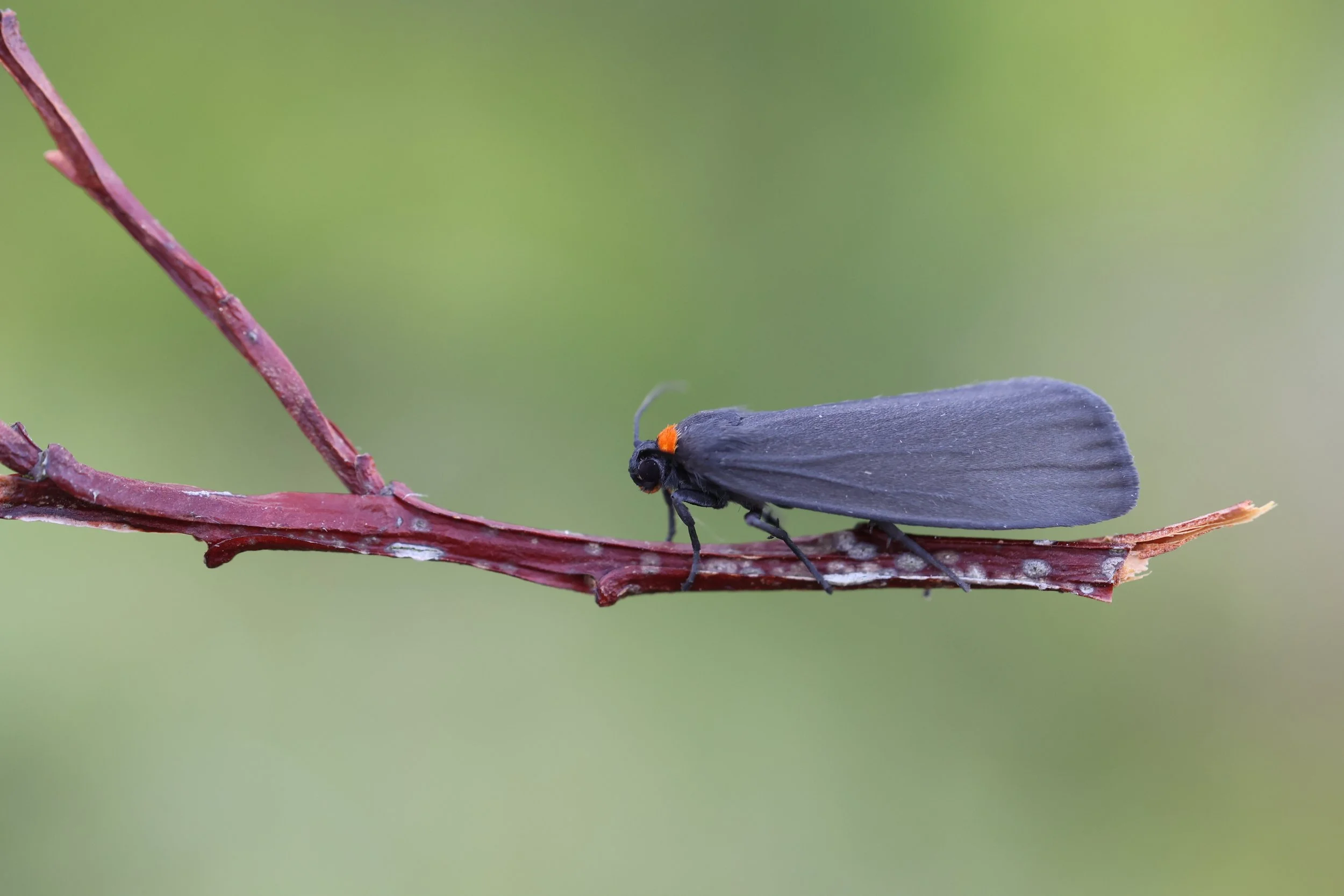 Rødhalslavspinner, Atolmis rubricollis