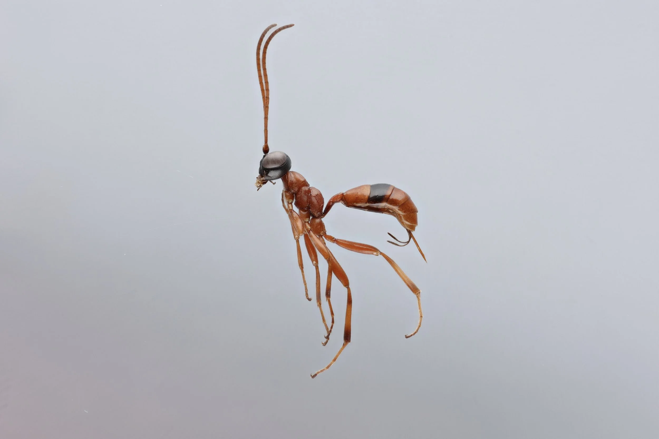 Gelis melanocephalus