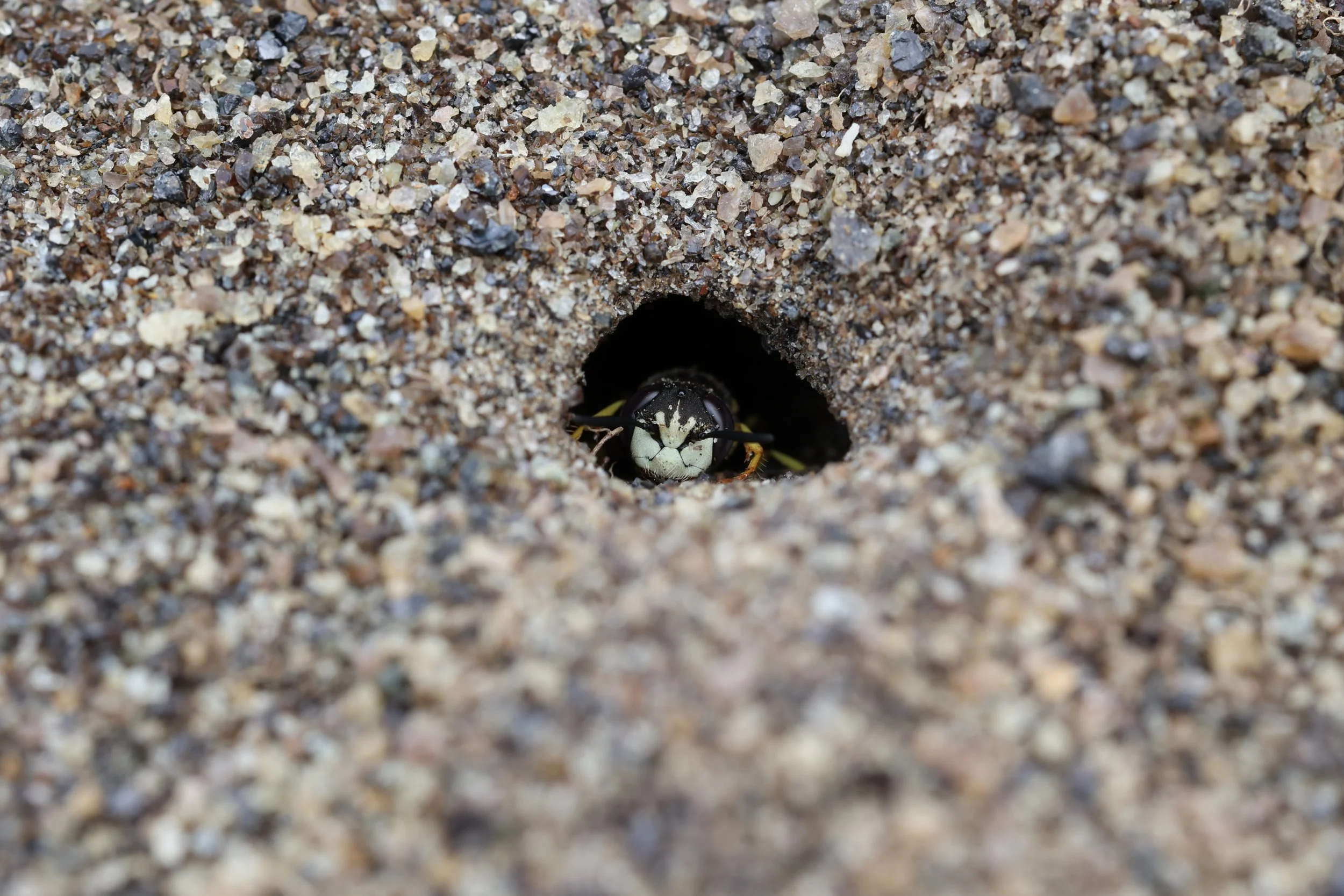 Biulv, Philantus triangulum