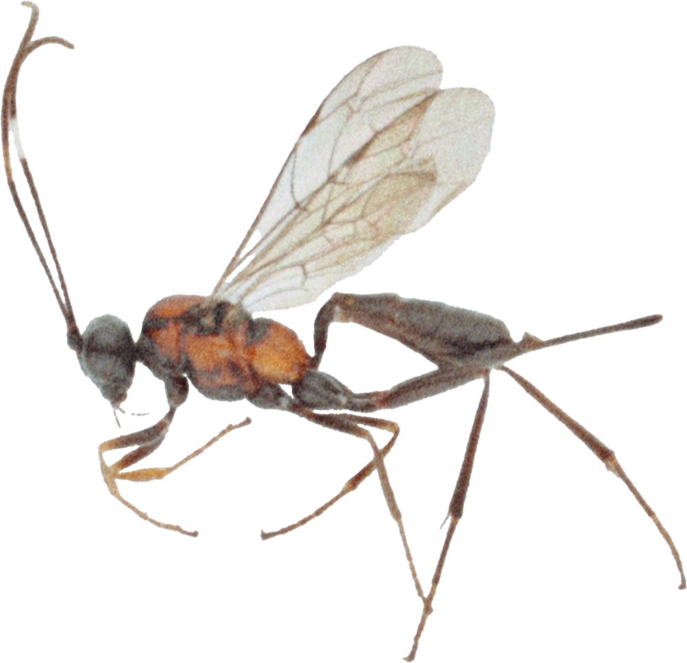 JARL BIRKELAND / amateur entomologist