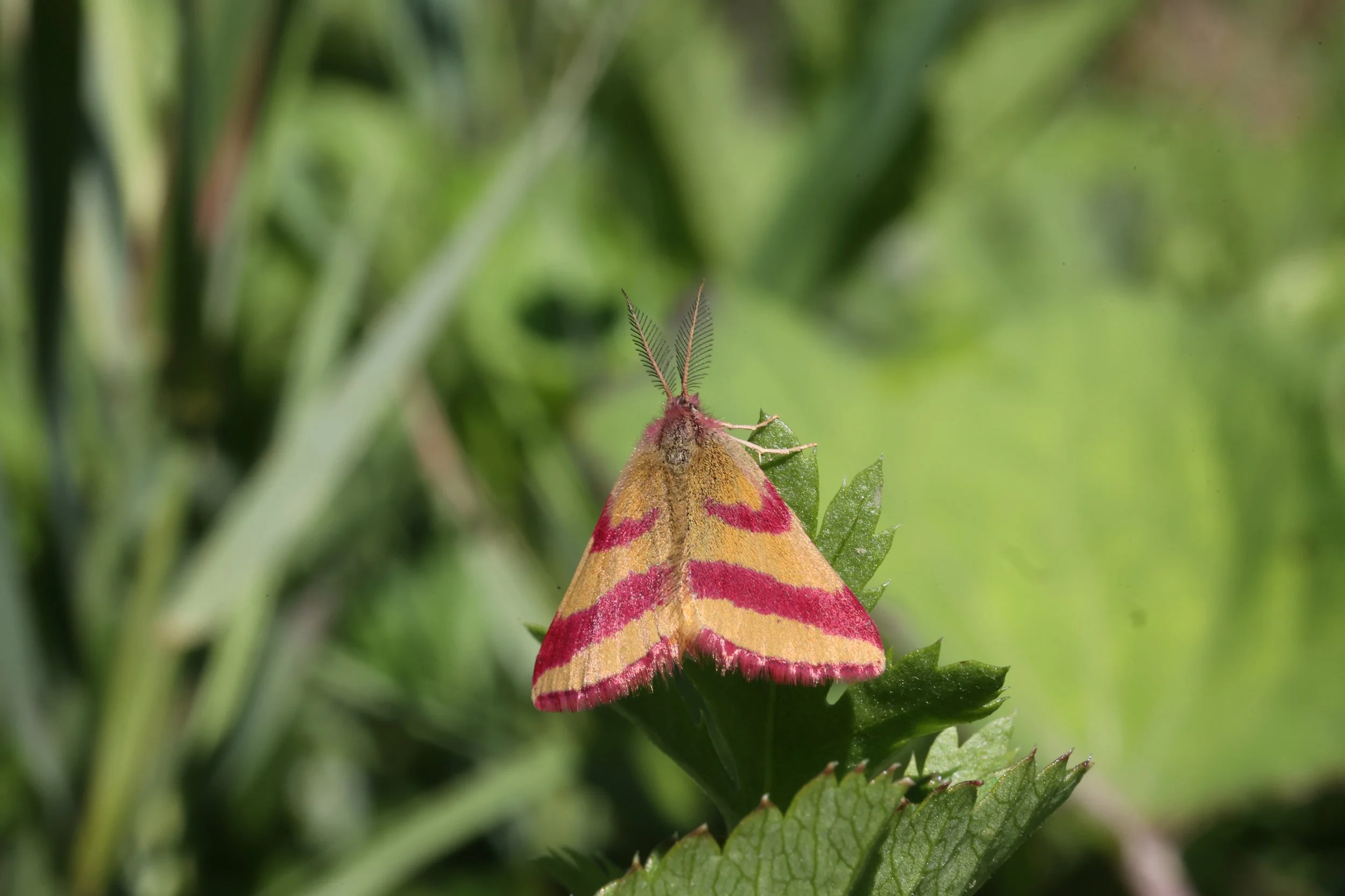 Purpurmåler, Lythria cruentaria