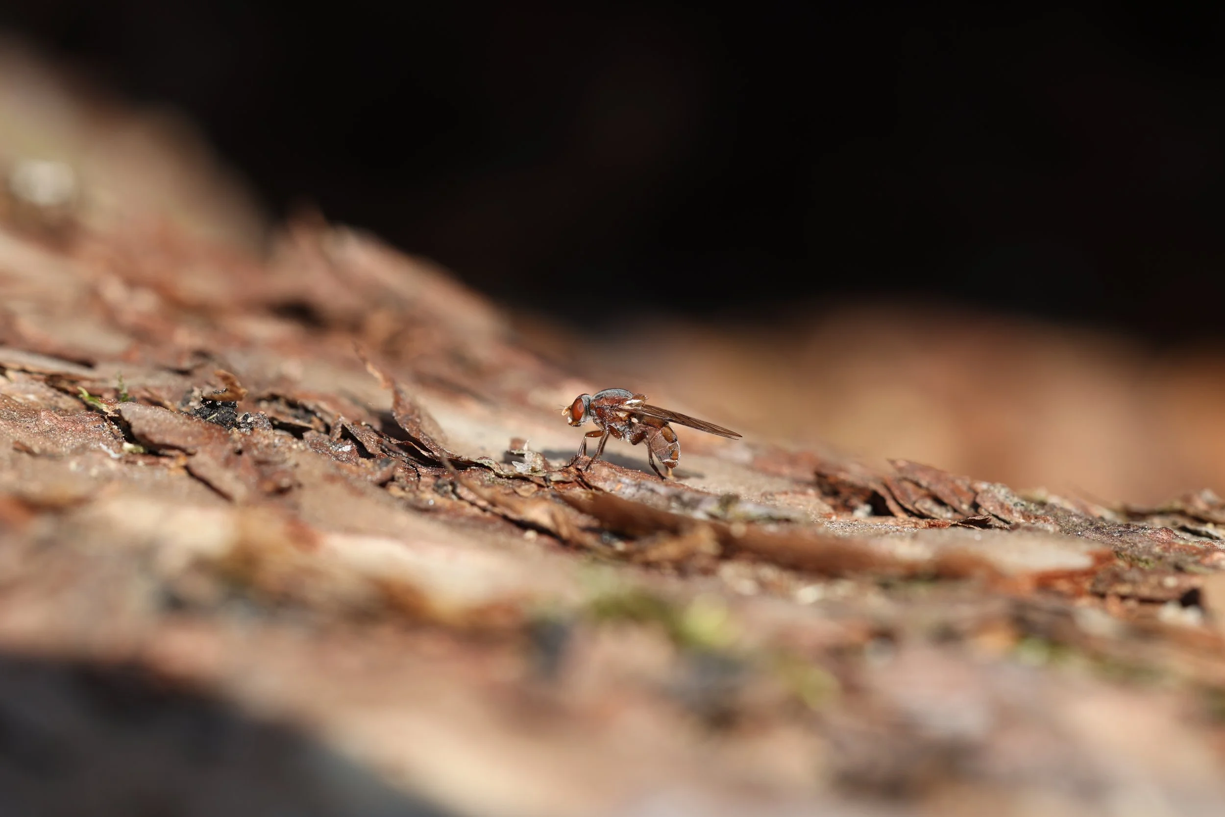 Gransevjeblomsterflue, Brachyopa testacea