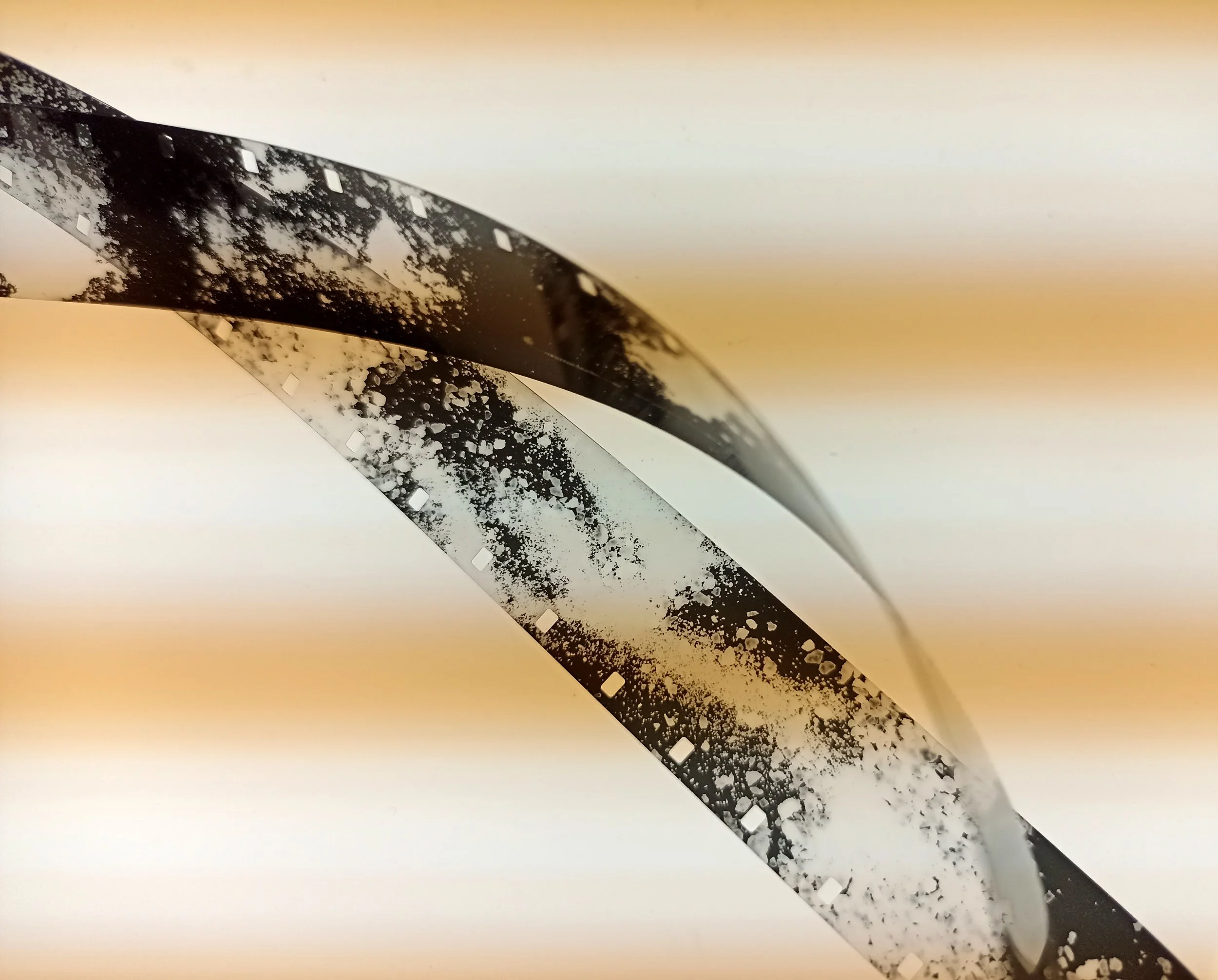 Velferden _Taylor 2.jpg