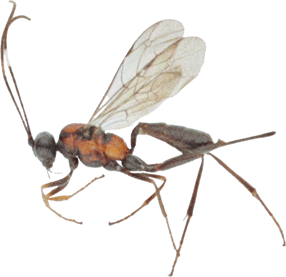 JARL BIRKELAND / amatørentomolog