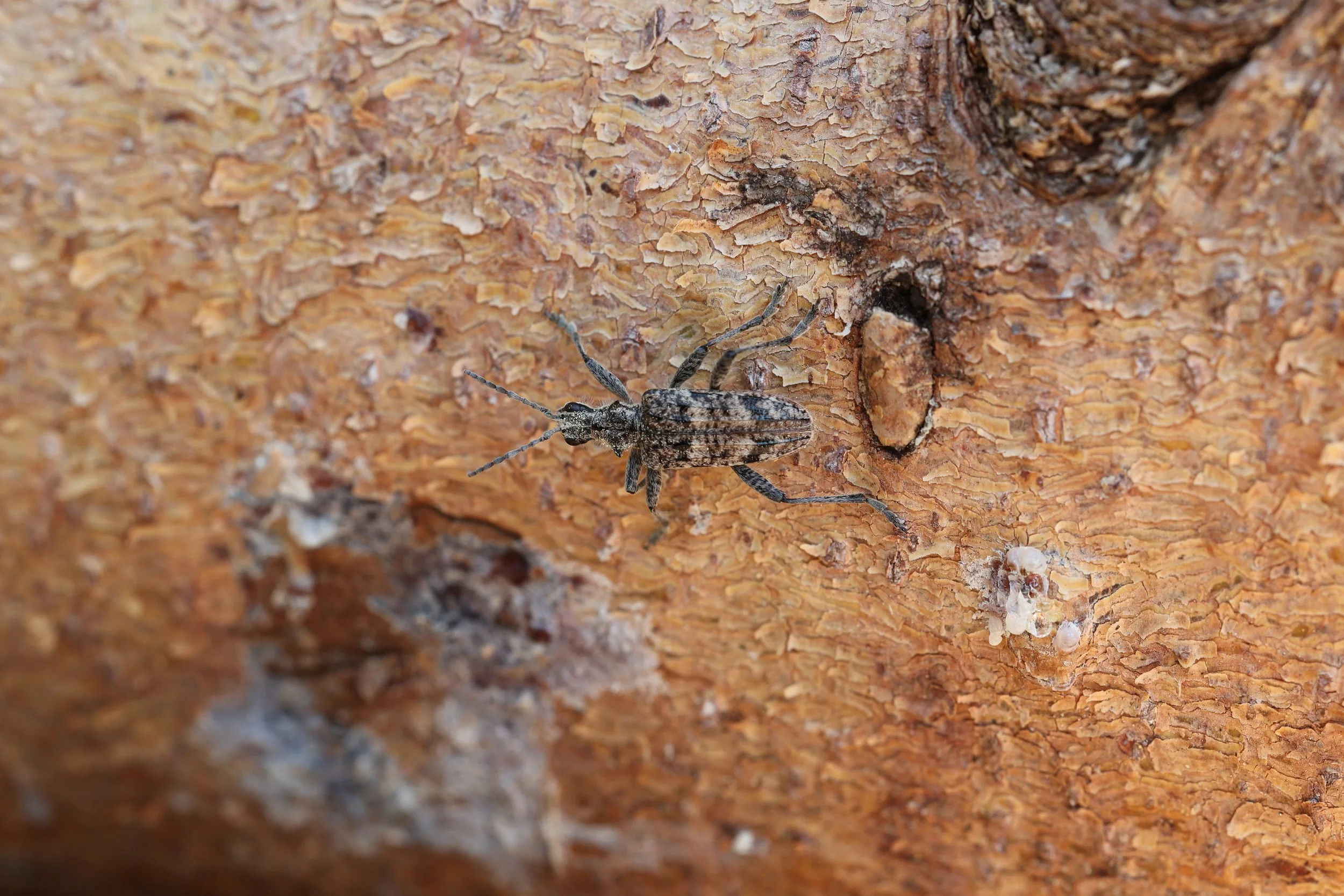 Bartreløper, Rhagium inquisitor