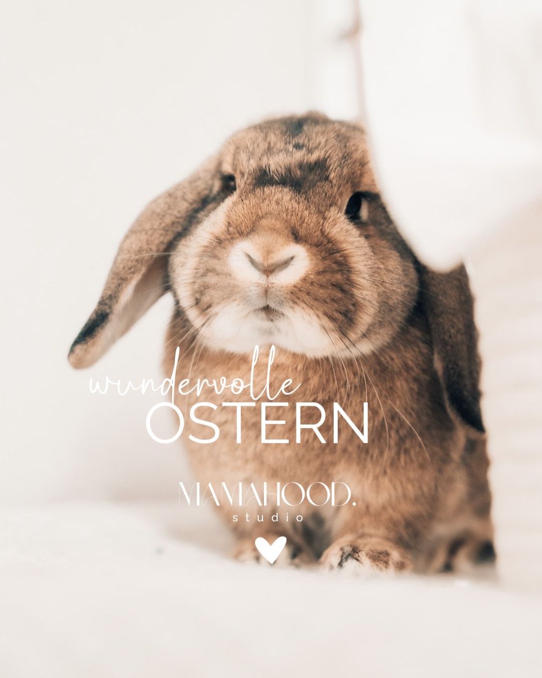 Frohe Ostern ✨🐣
Ich w&uuml;nsche dir und deinen Liebsten ein Osterfest voller buntes Miteinander und kleinen, stillen Gl&uuml;cksmomenten.

Einfach sein. Zusammen. Im Jetzt.

Auf dem Bild siehst du Luna &ndash; unser kleines Herz auf vier Pfoten&hel