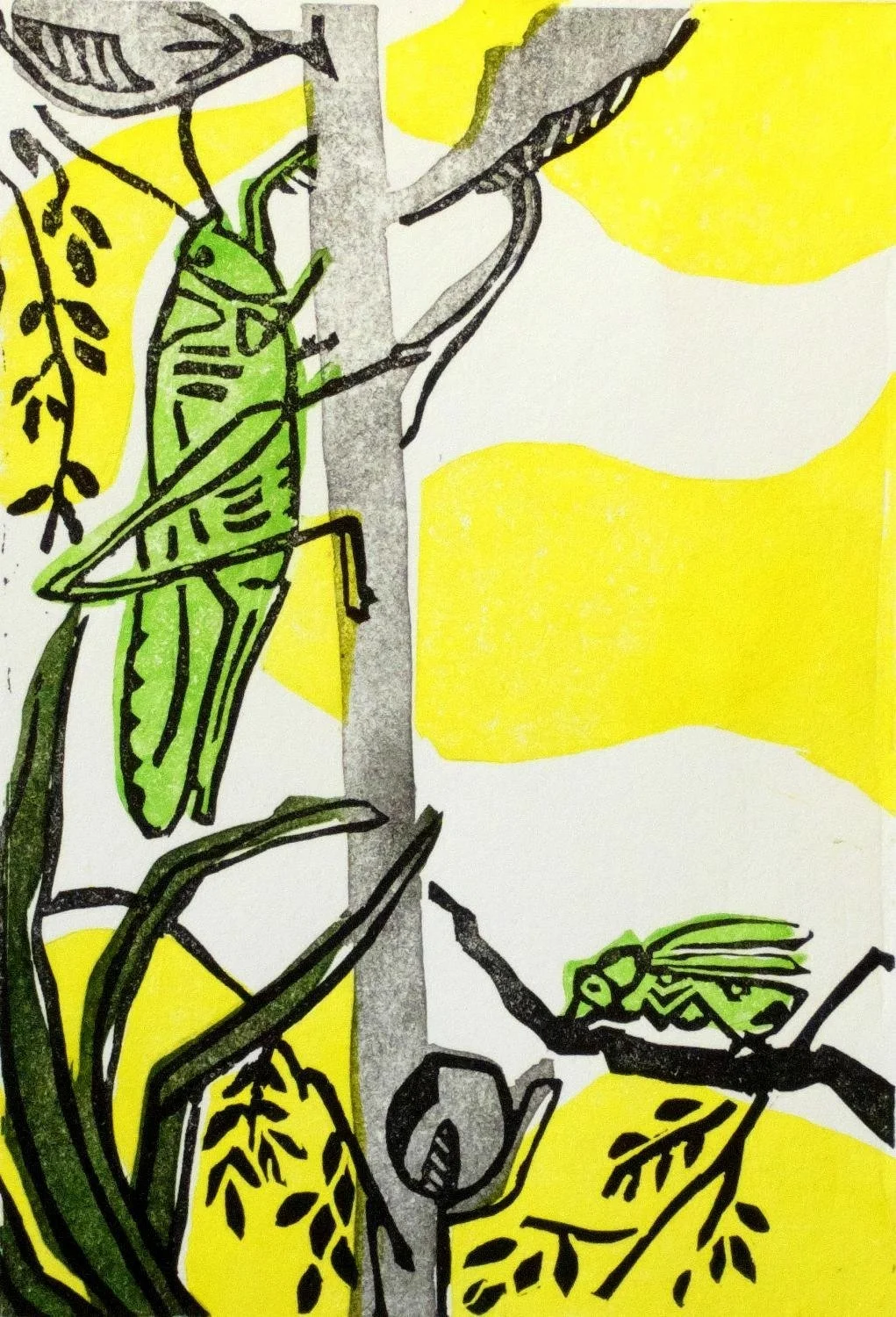 Spring, Lino