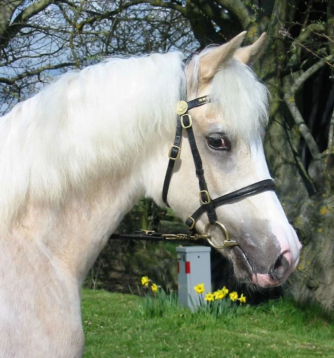 5fbe5dc42c4724e7bf4edf07_Lime1 Karo.JPG