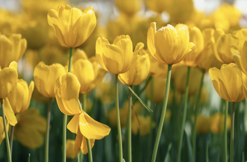 It is impossible to grow flowers from thorns.